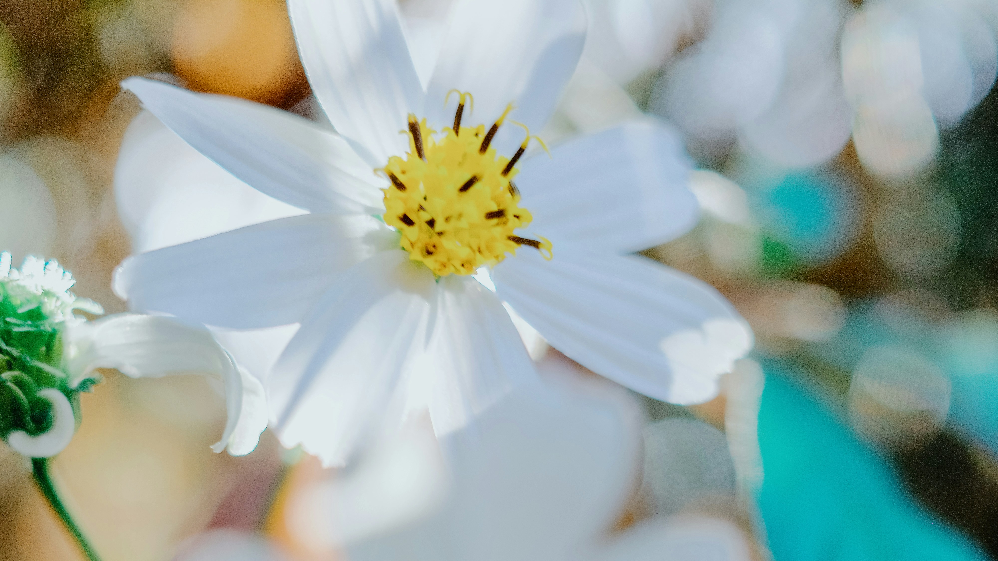 Photo by dickenslin76