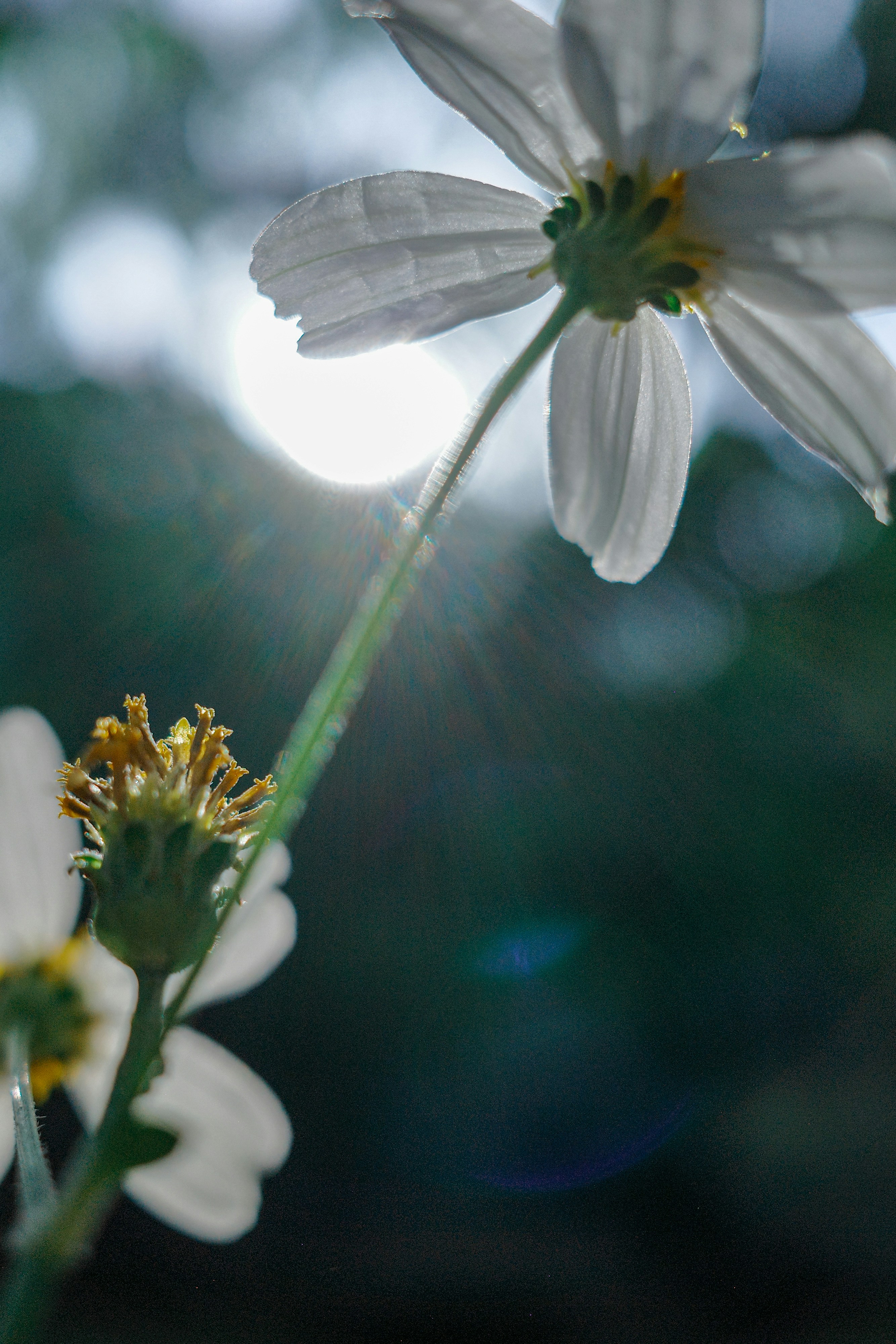 Photo by dickenslin76