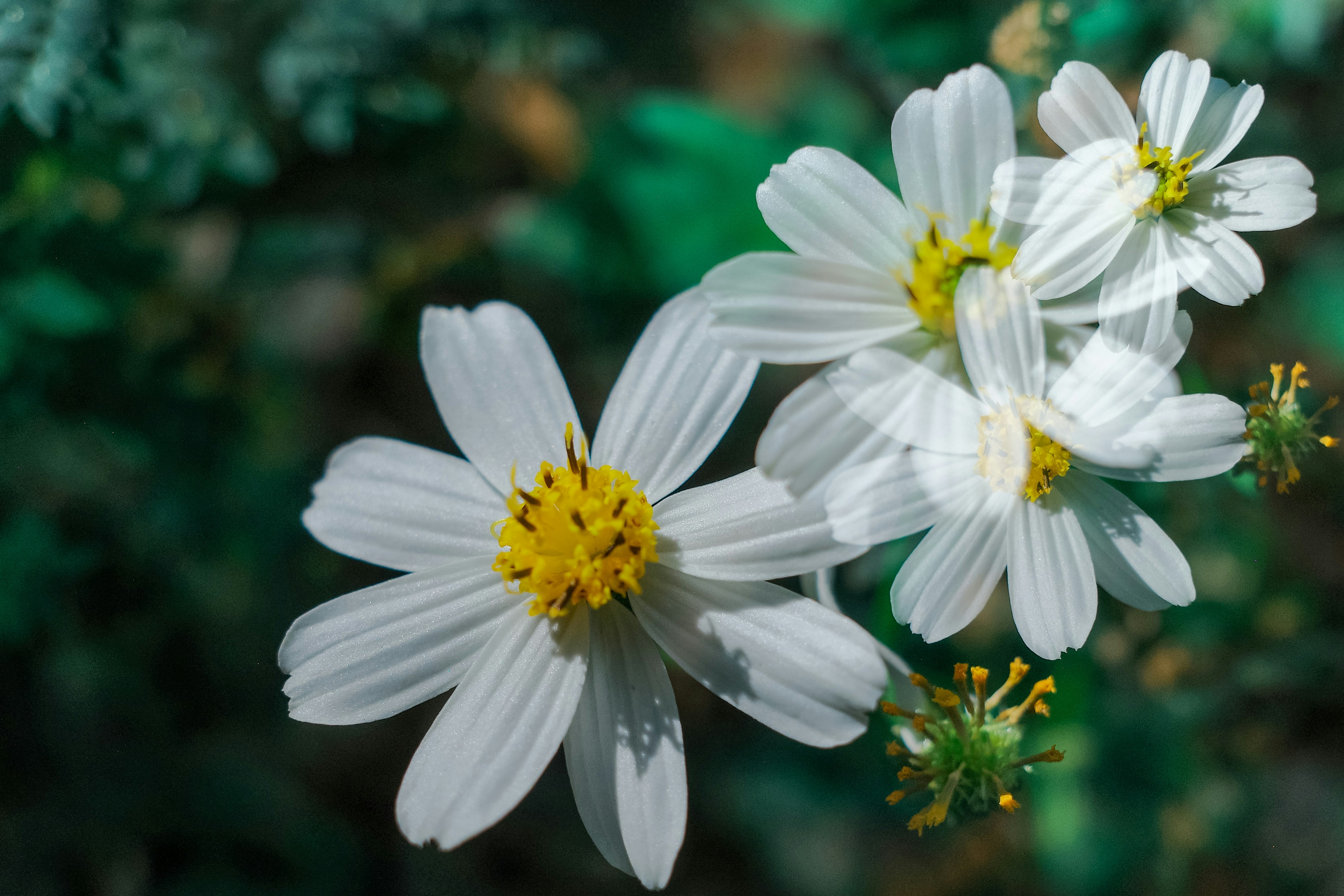 Photo by dickenslin76