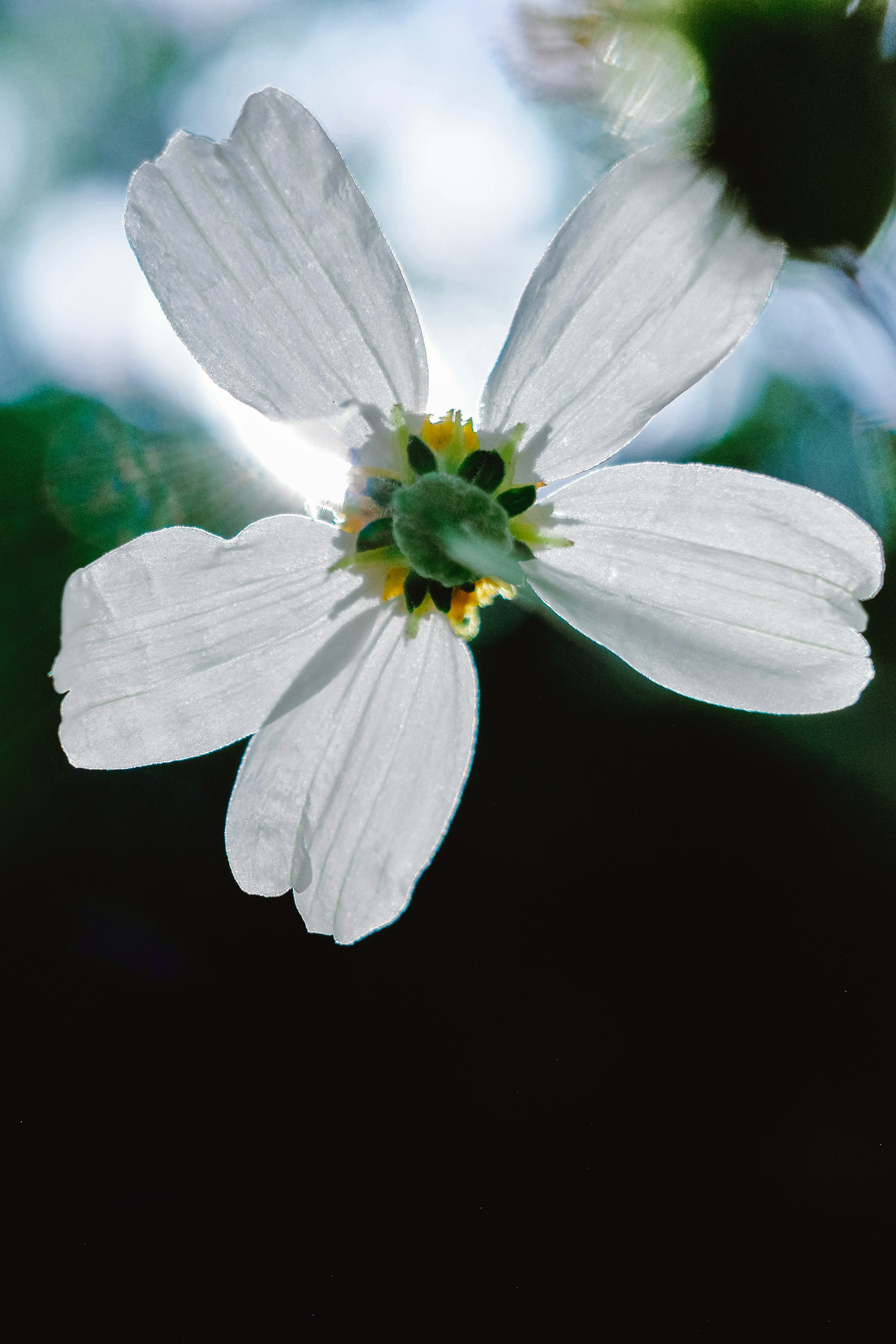 Photo by dickenslin76