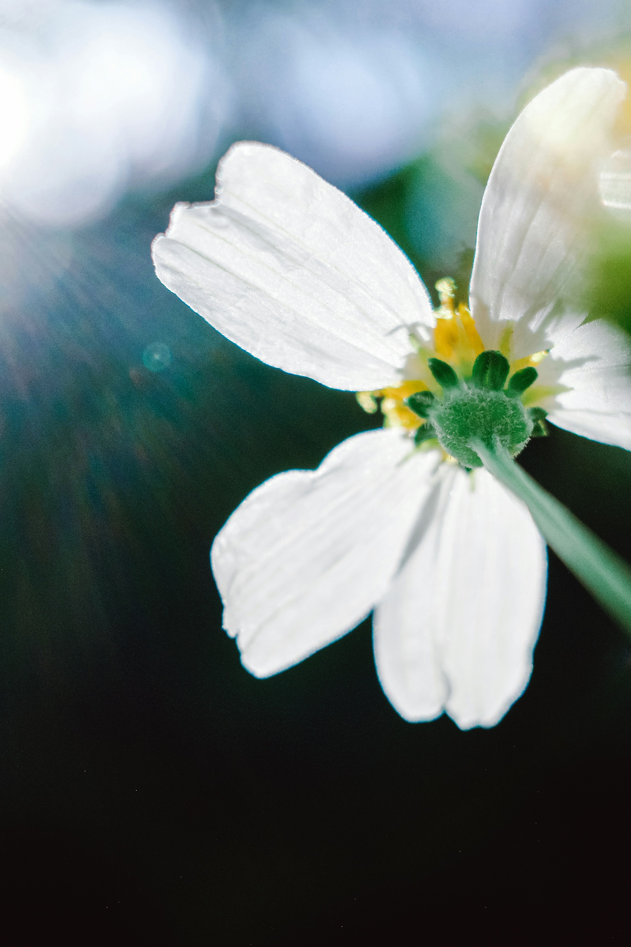 Photo by dickenslin76