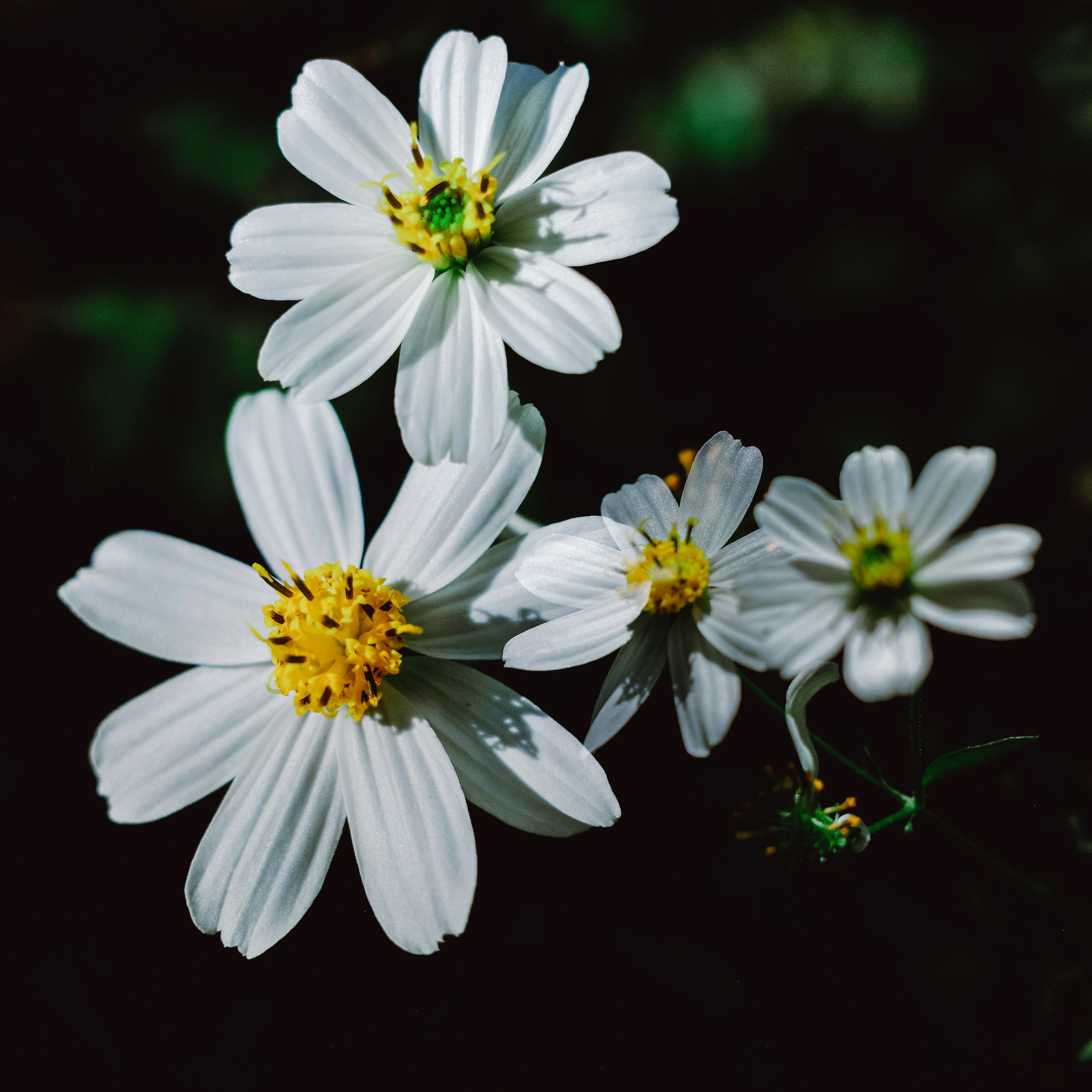 Photo by dickenslin76