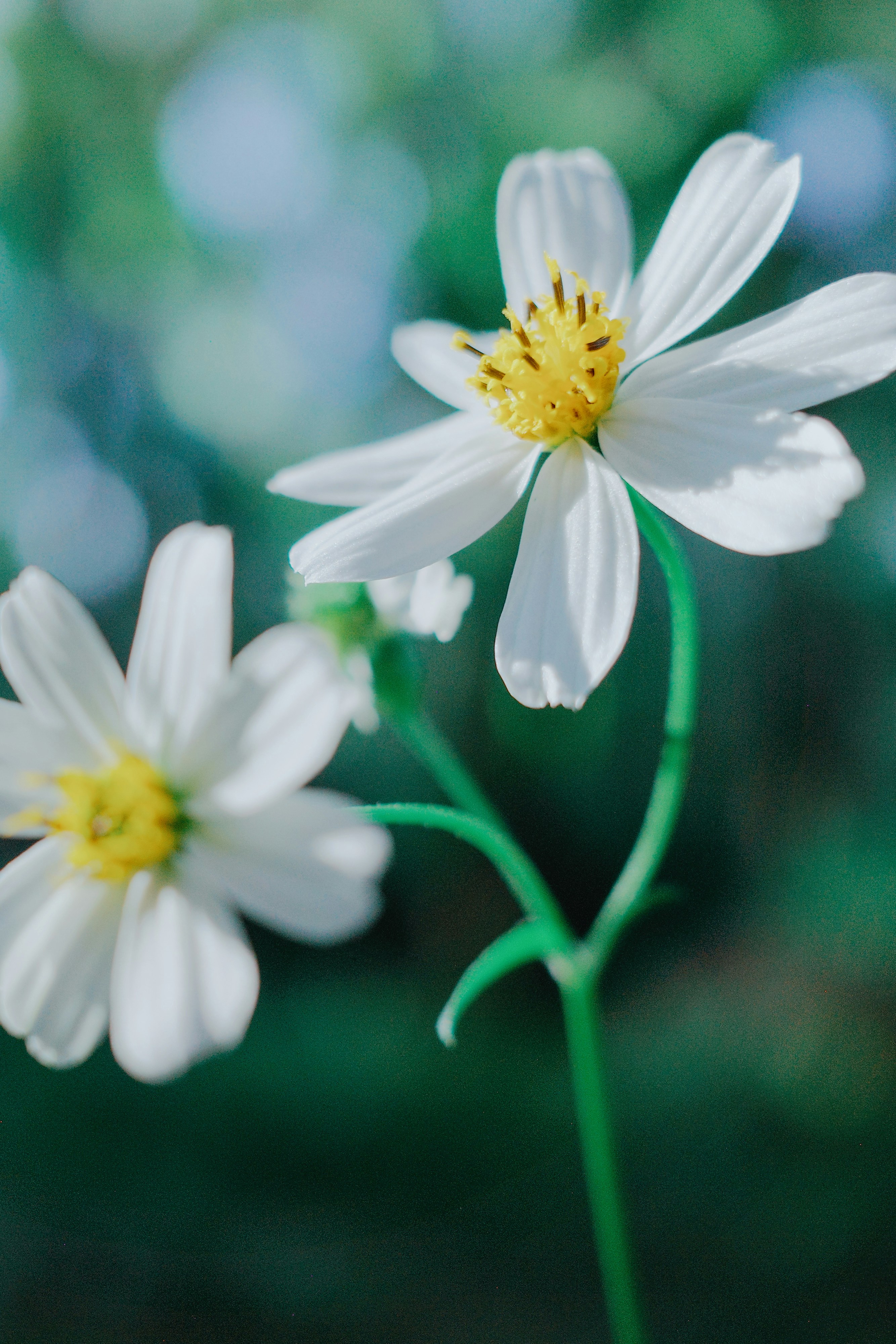 Photo by dickenslin76