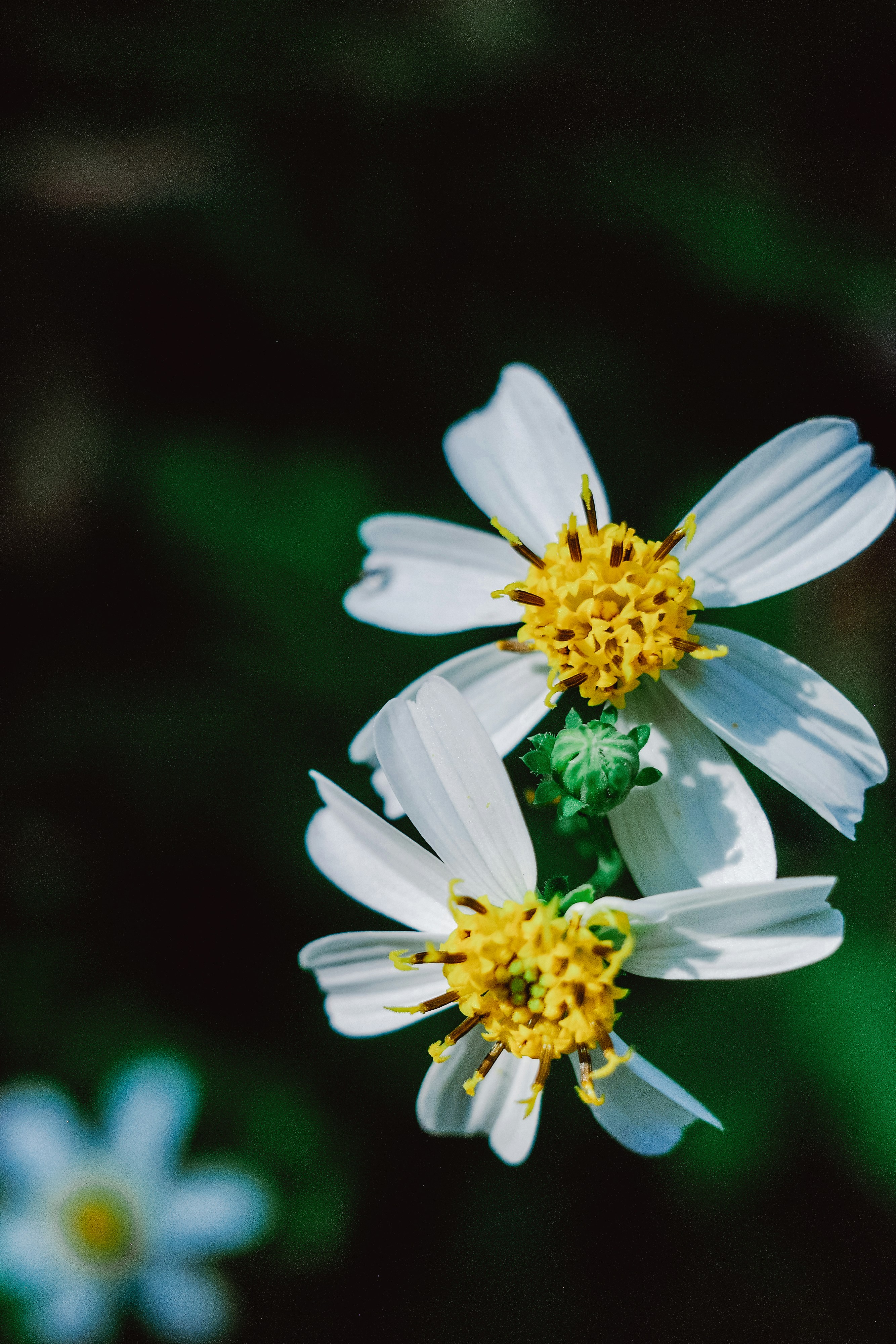 Photo by dickenslin76