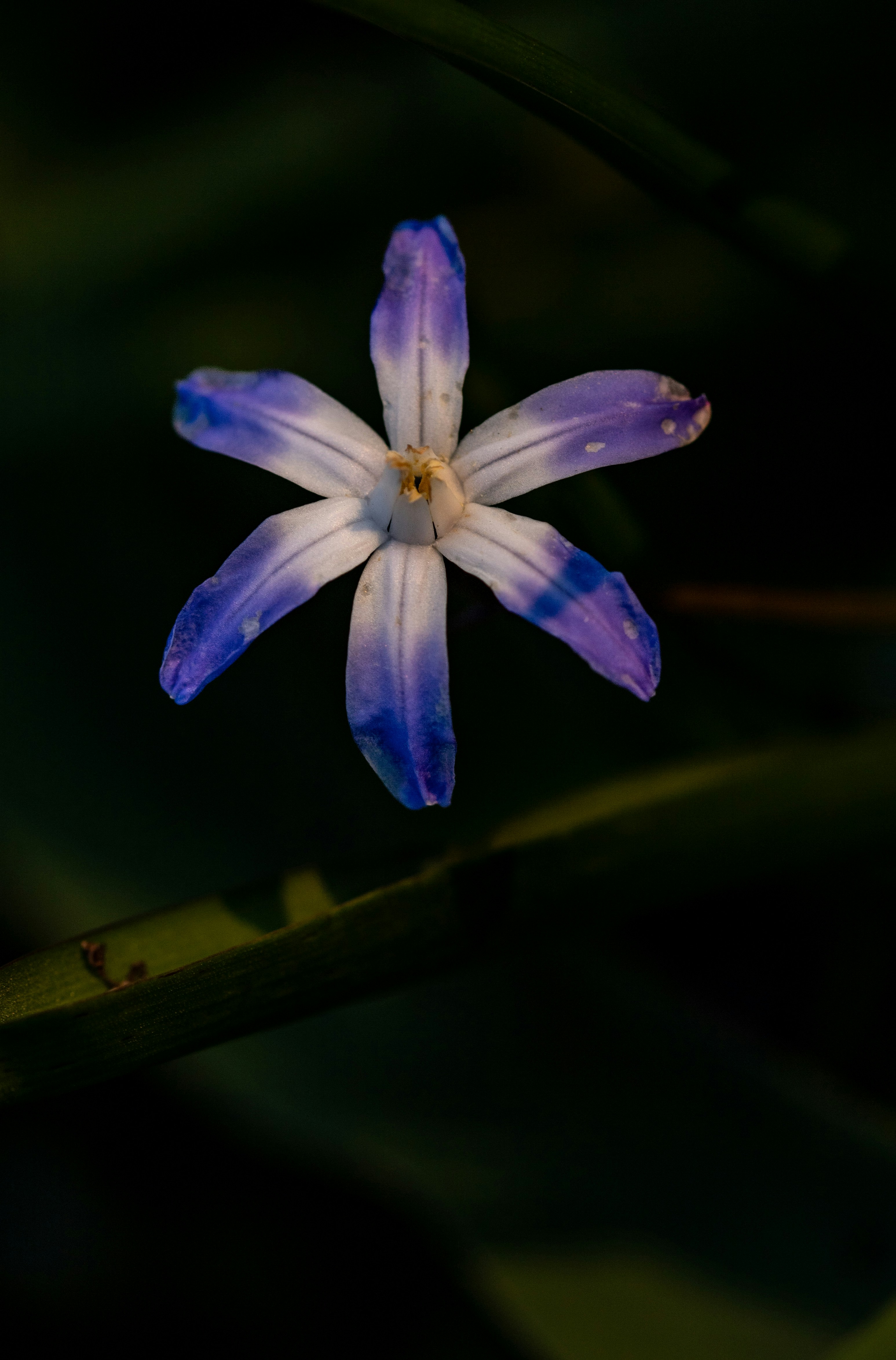 Eine zarte, lila-weiße, sternförmige Blume blüht.