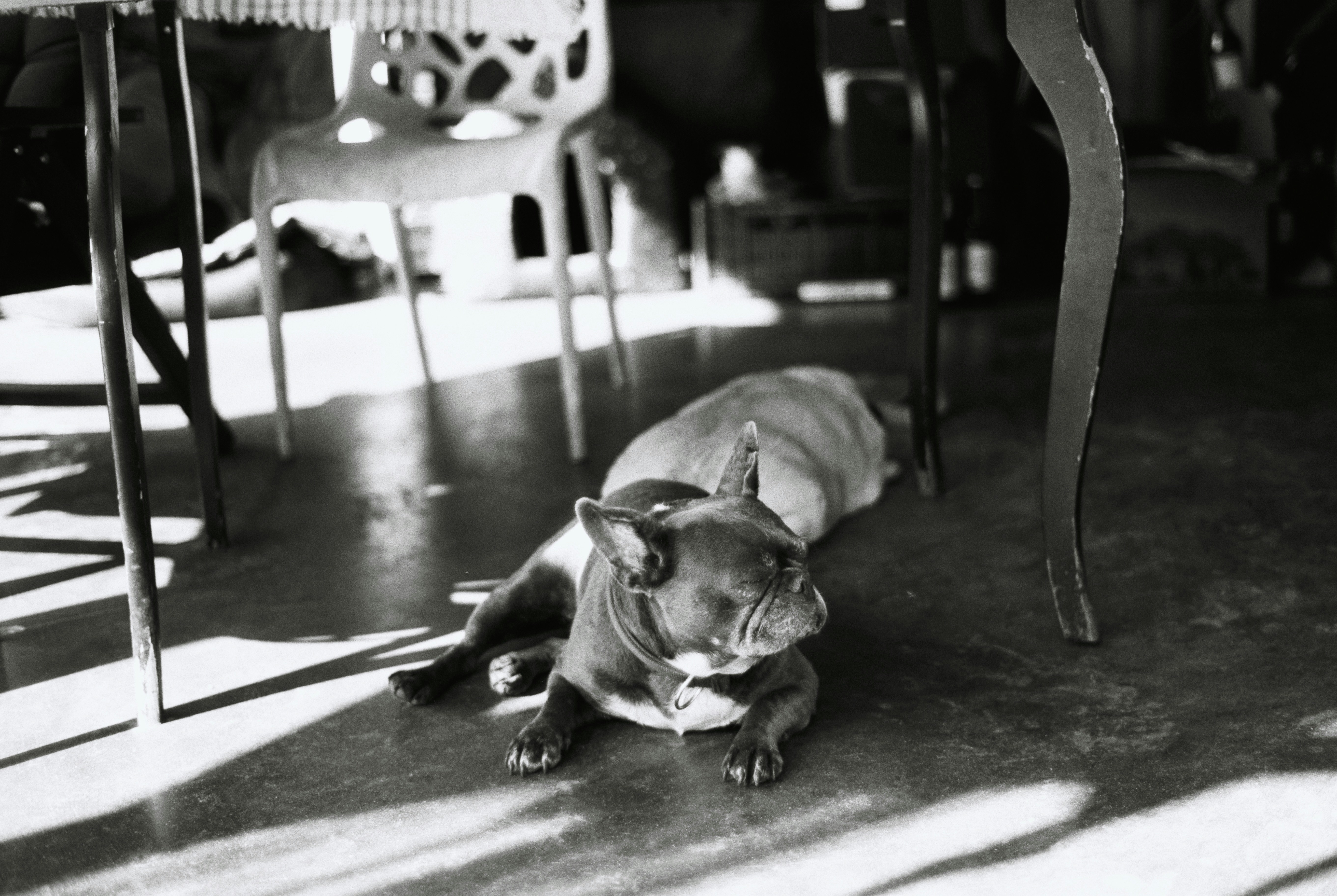 Two french bulldogs resting under a table