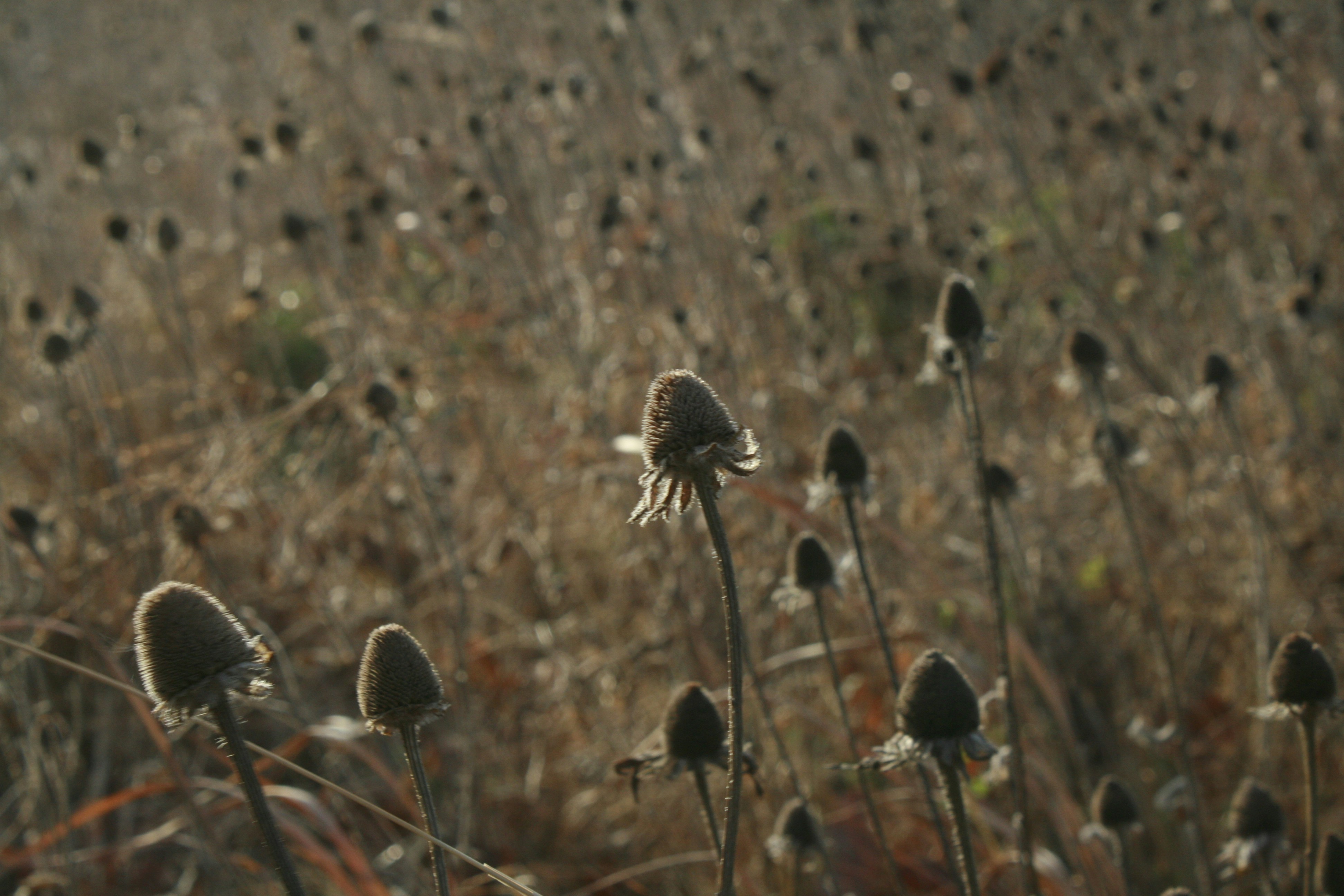 Dry flowers in a field bathed in sunlight