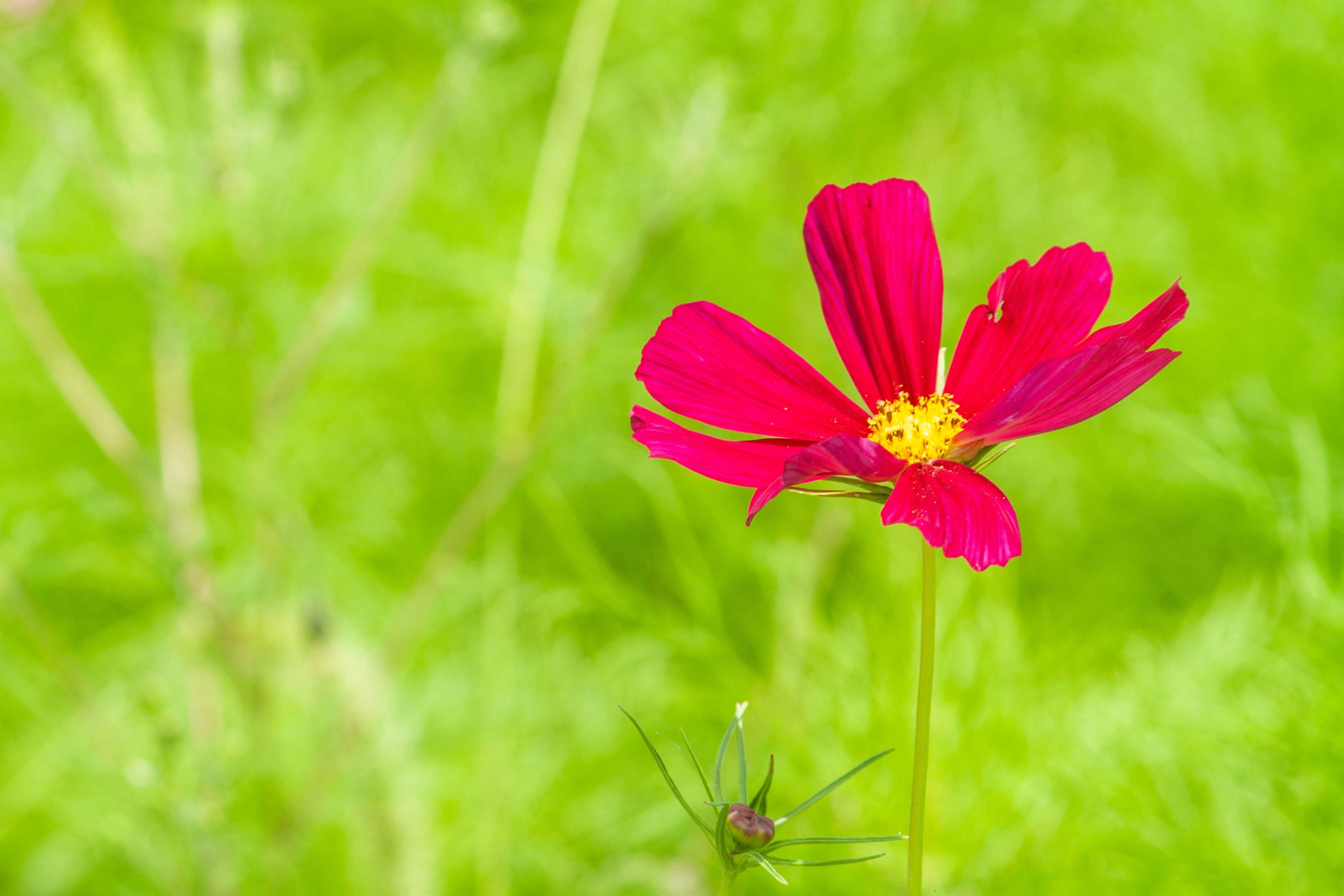 A single pink cosmos flower blooms brightly.