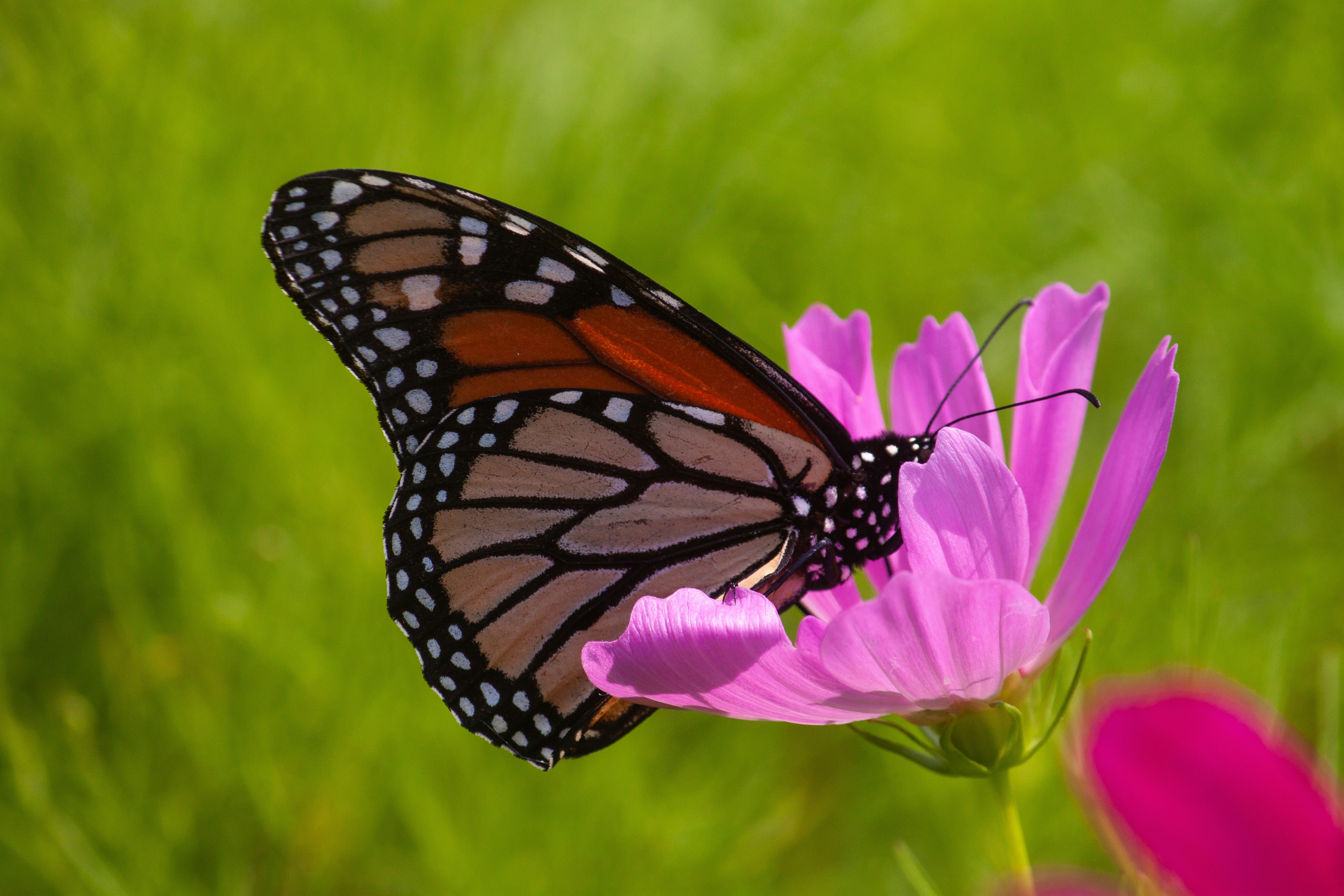 Monarch butterfly on a pink flower