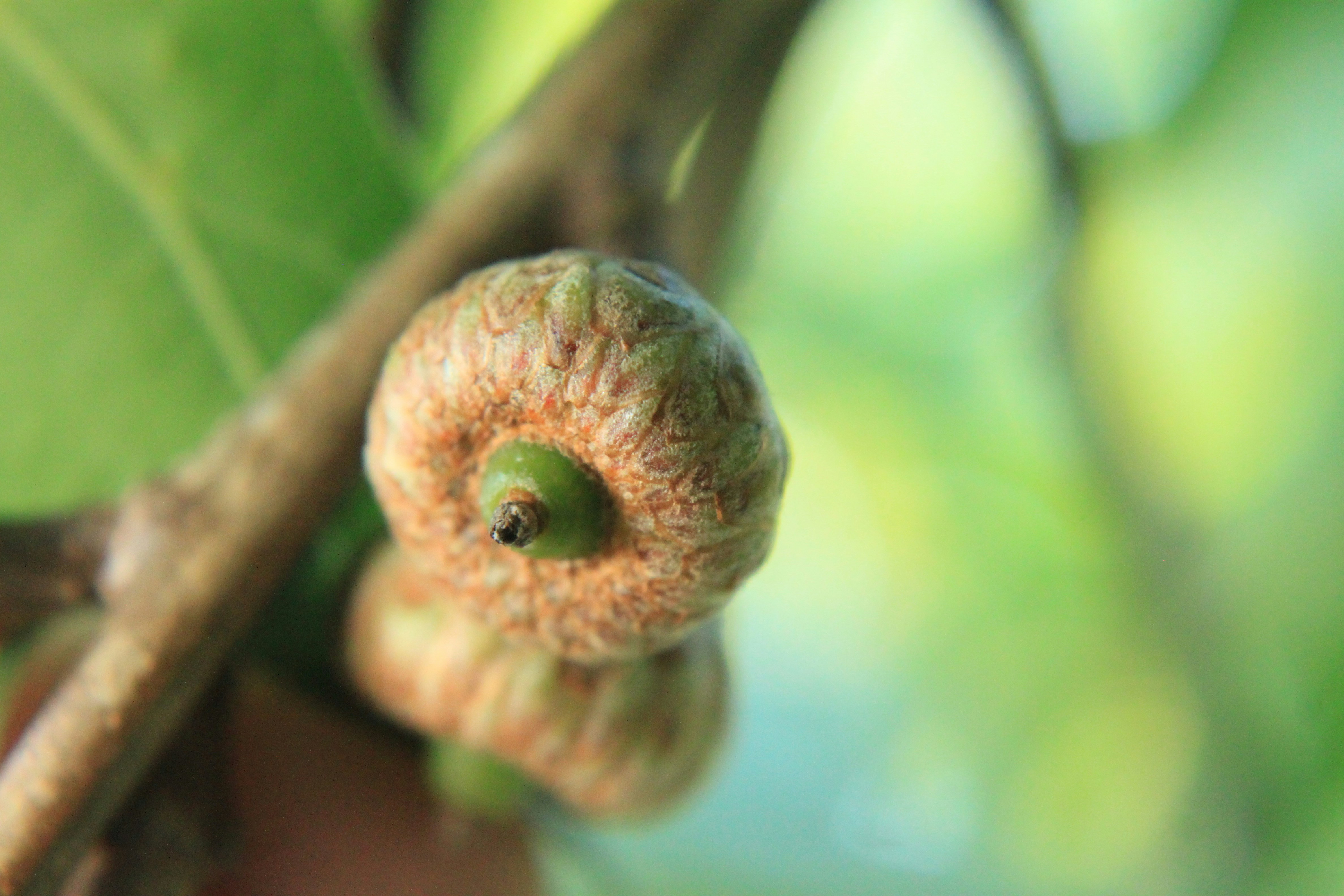 Close-up of an unripe acorn on a branch