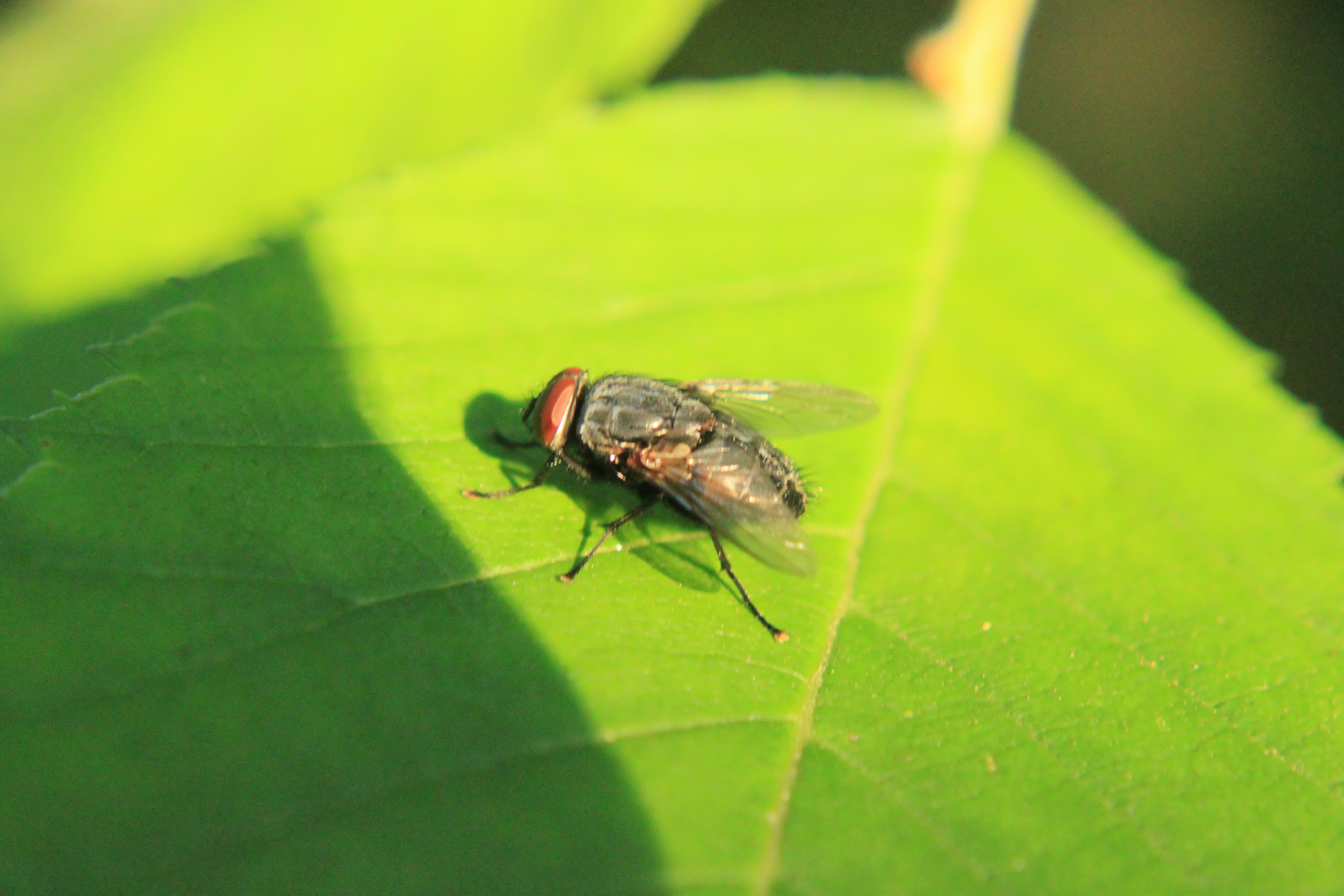 A fly rests on a bright green leaf.