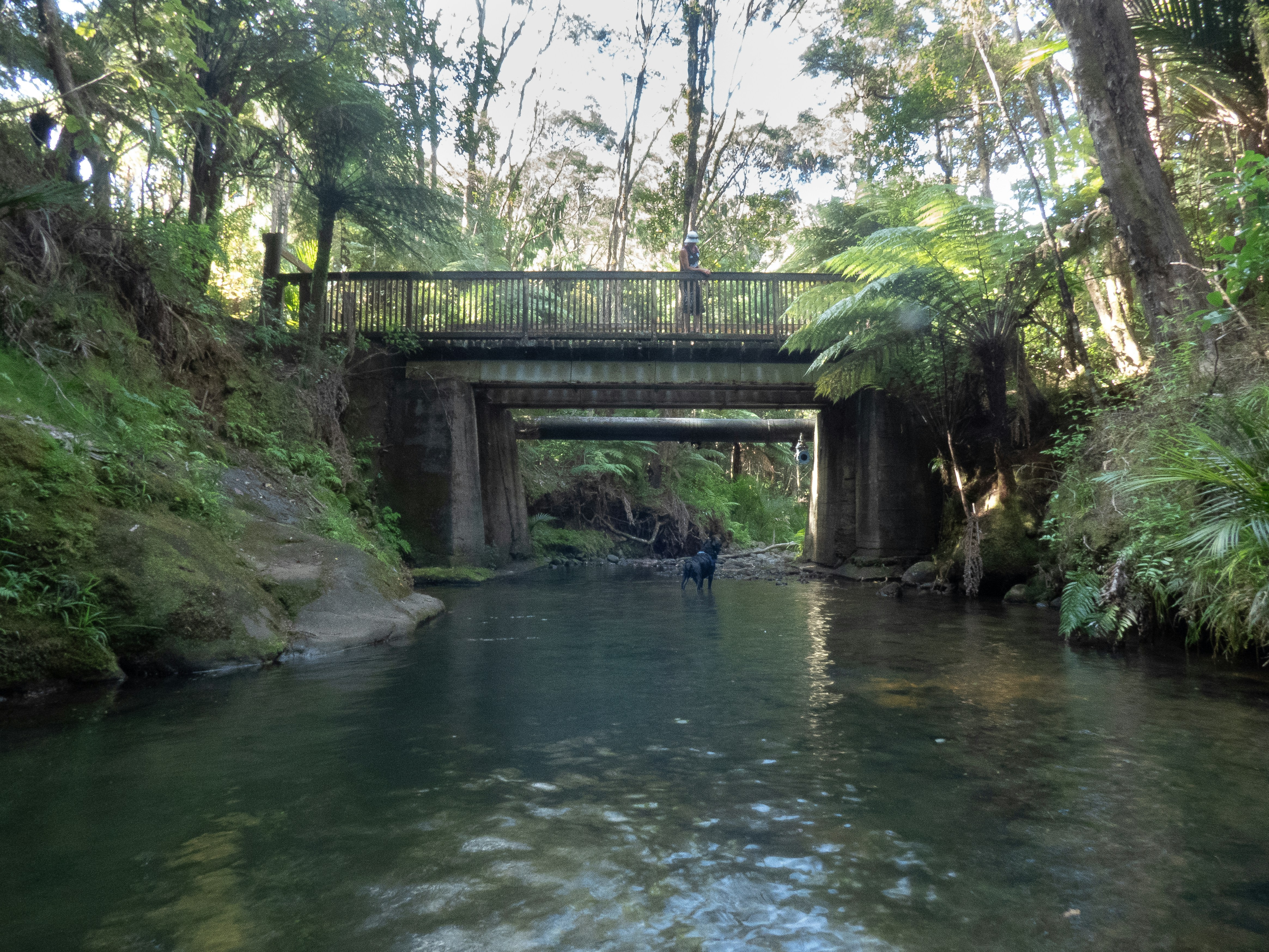 A bridge crosses a stream in a lush forest.