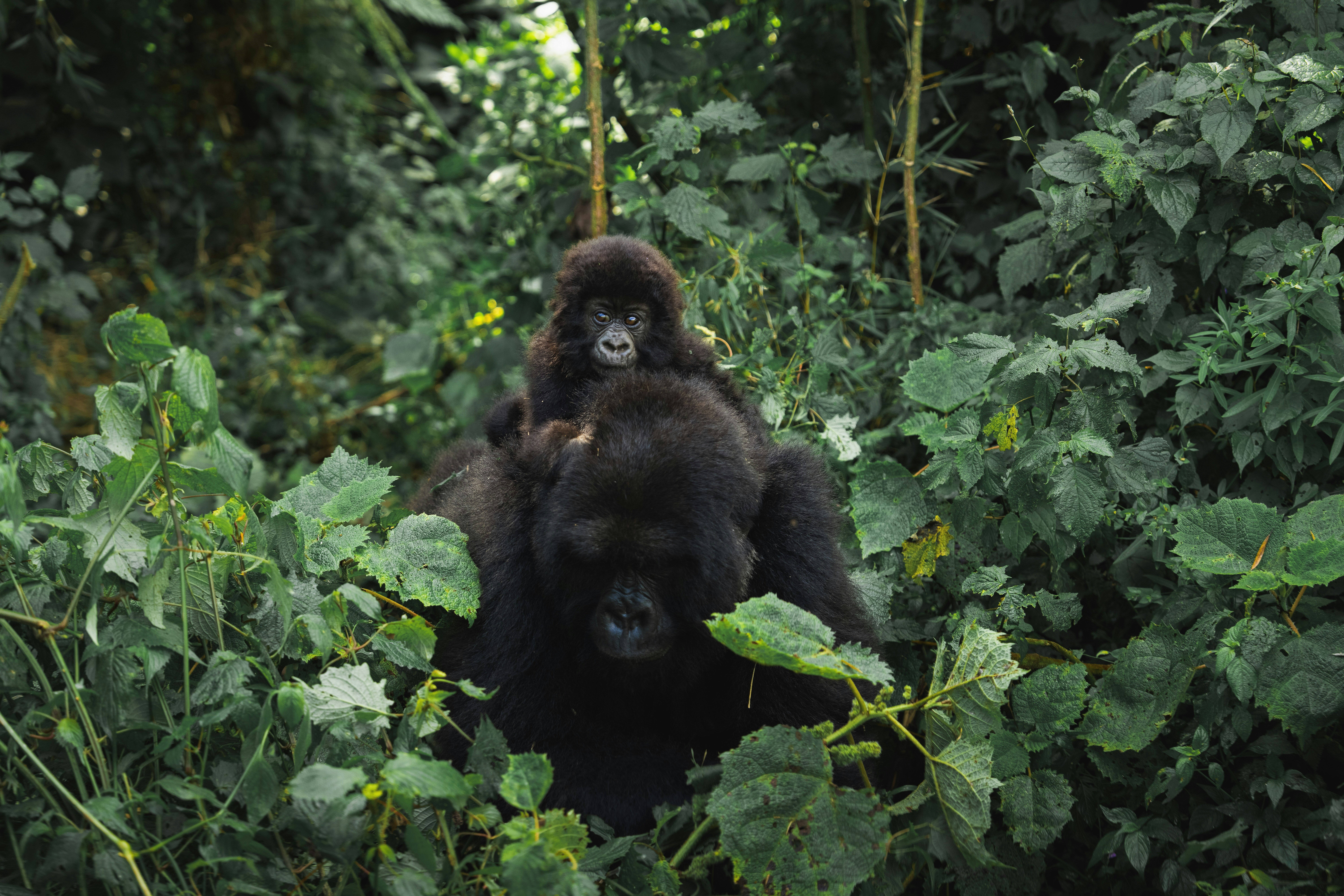 Baby Gorilla on top of parent's head