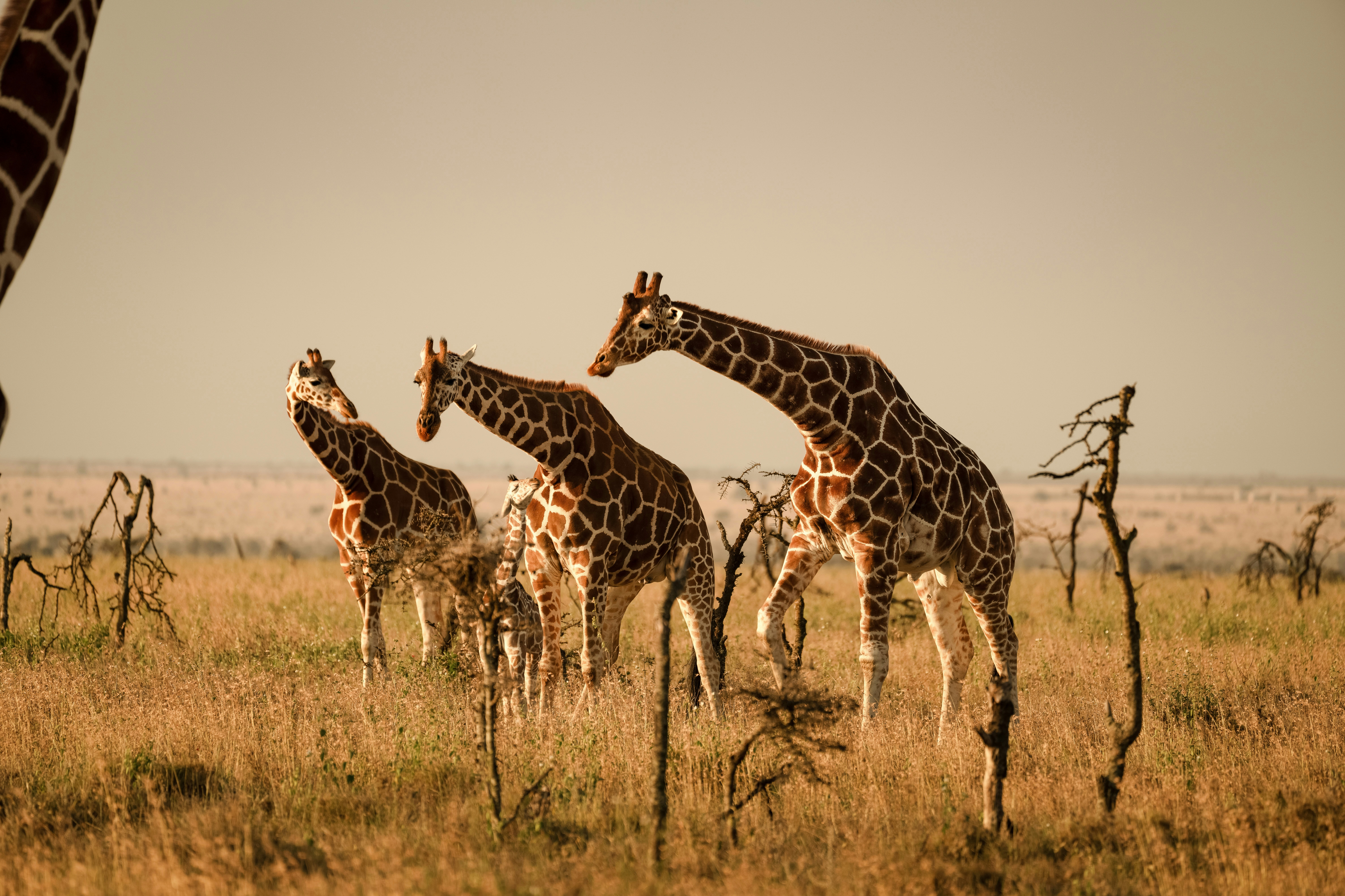 Three giraffes walk across a dry savanna landscape.