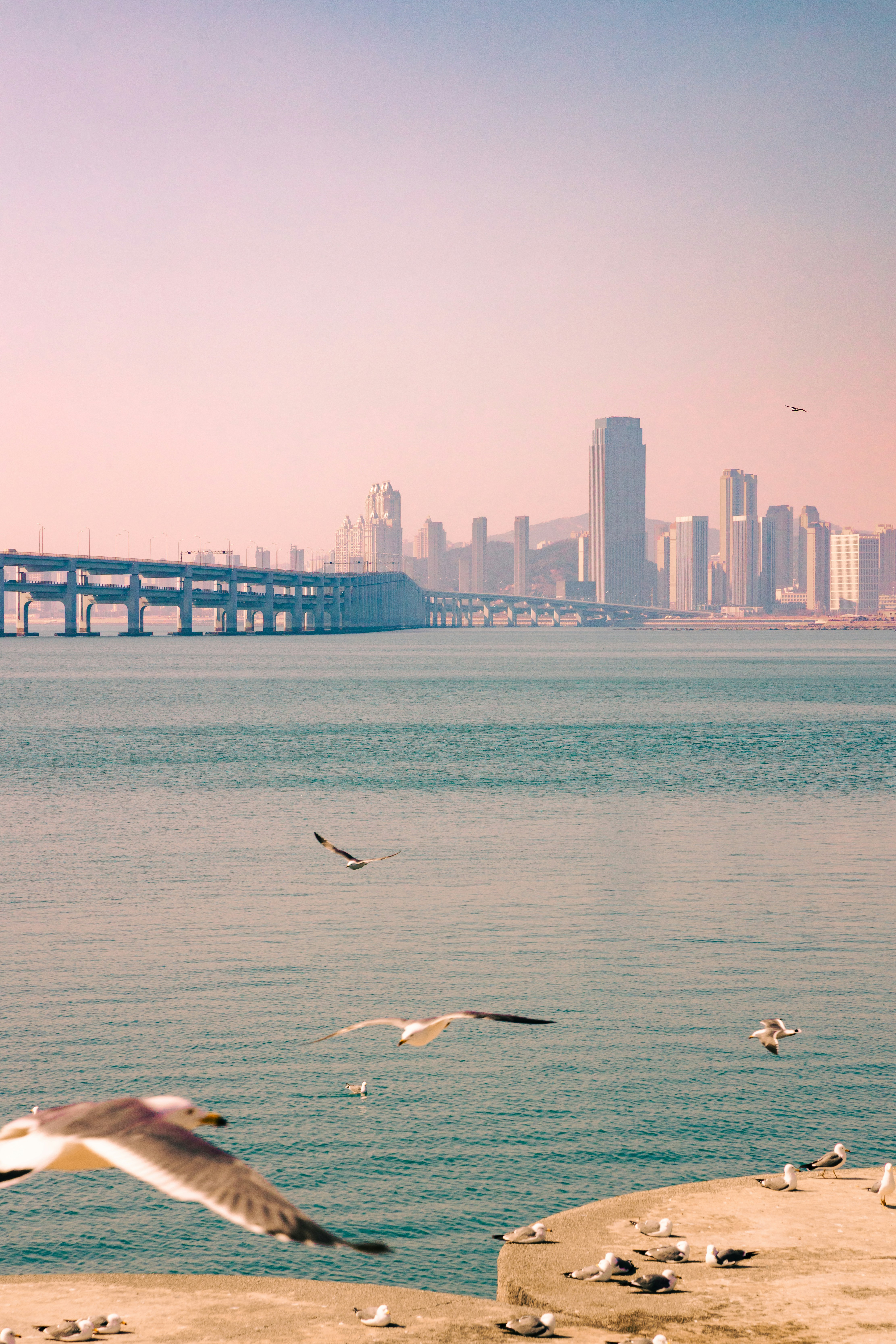 Gaviotas vuelan sobre el océano con un puente urbano en el horizonte.