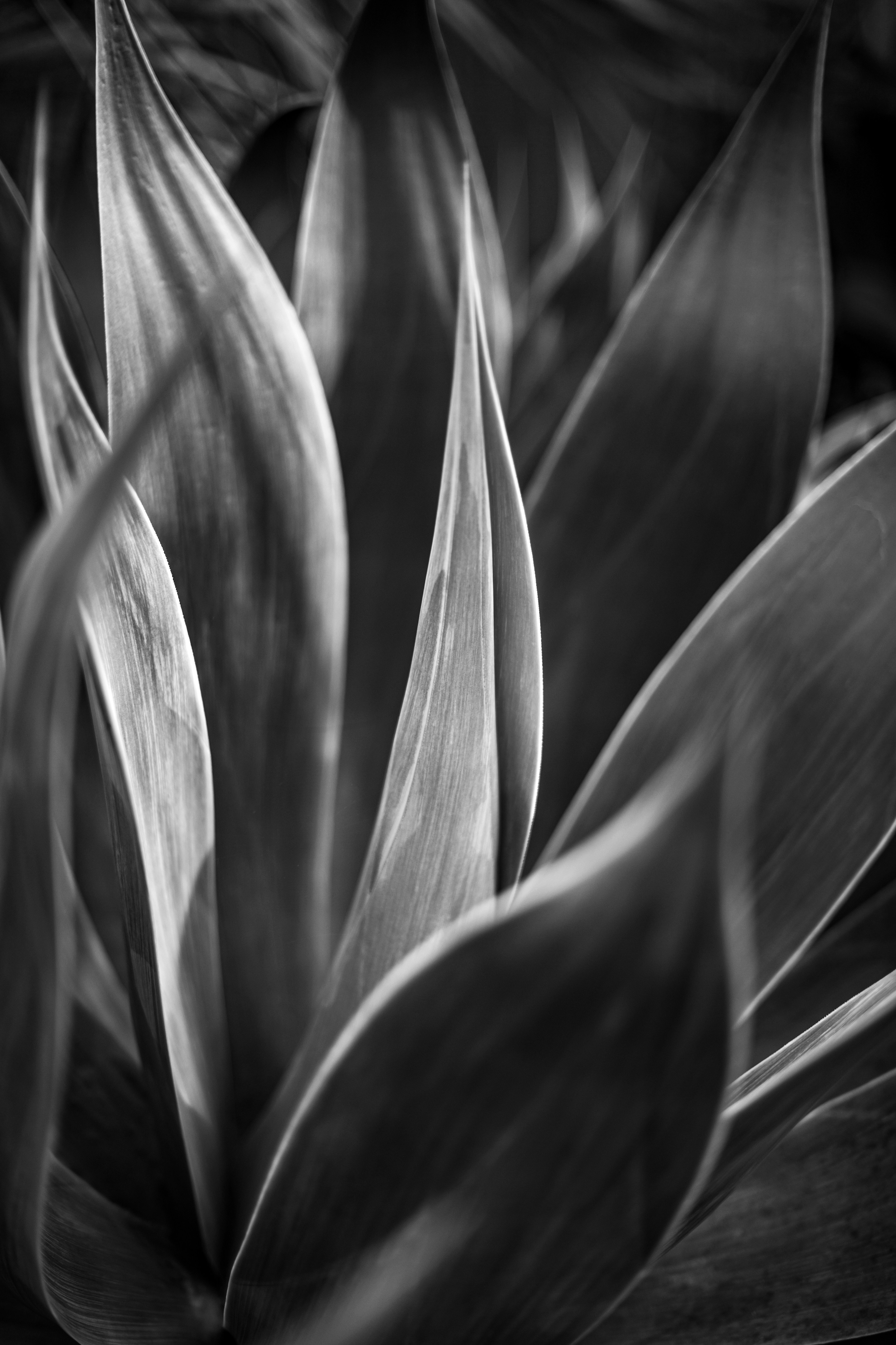 Agave in black and white