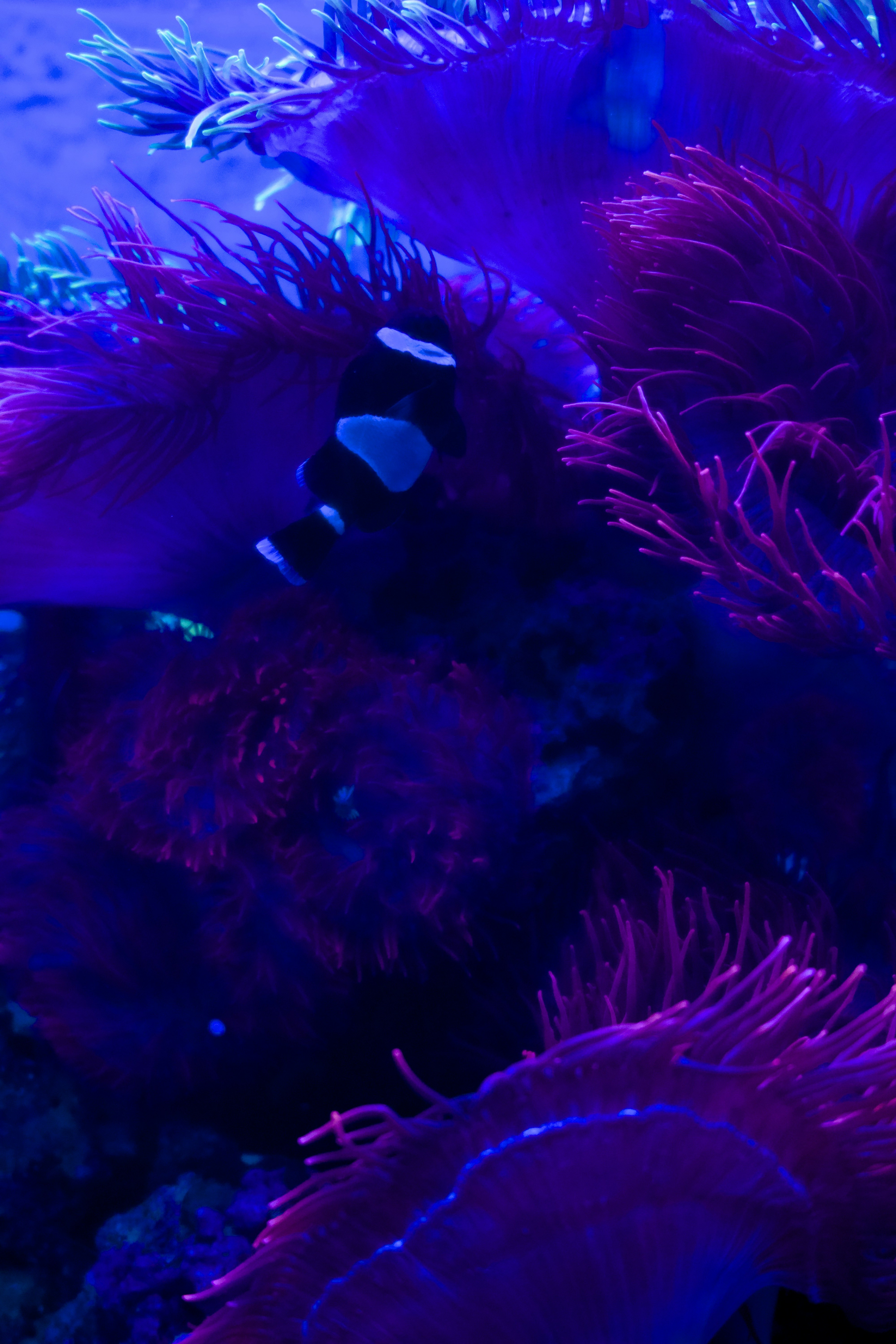 A black and white clownfish swims amongst purple anemones