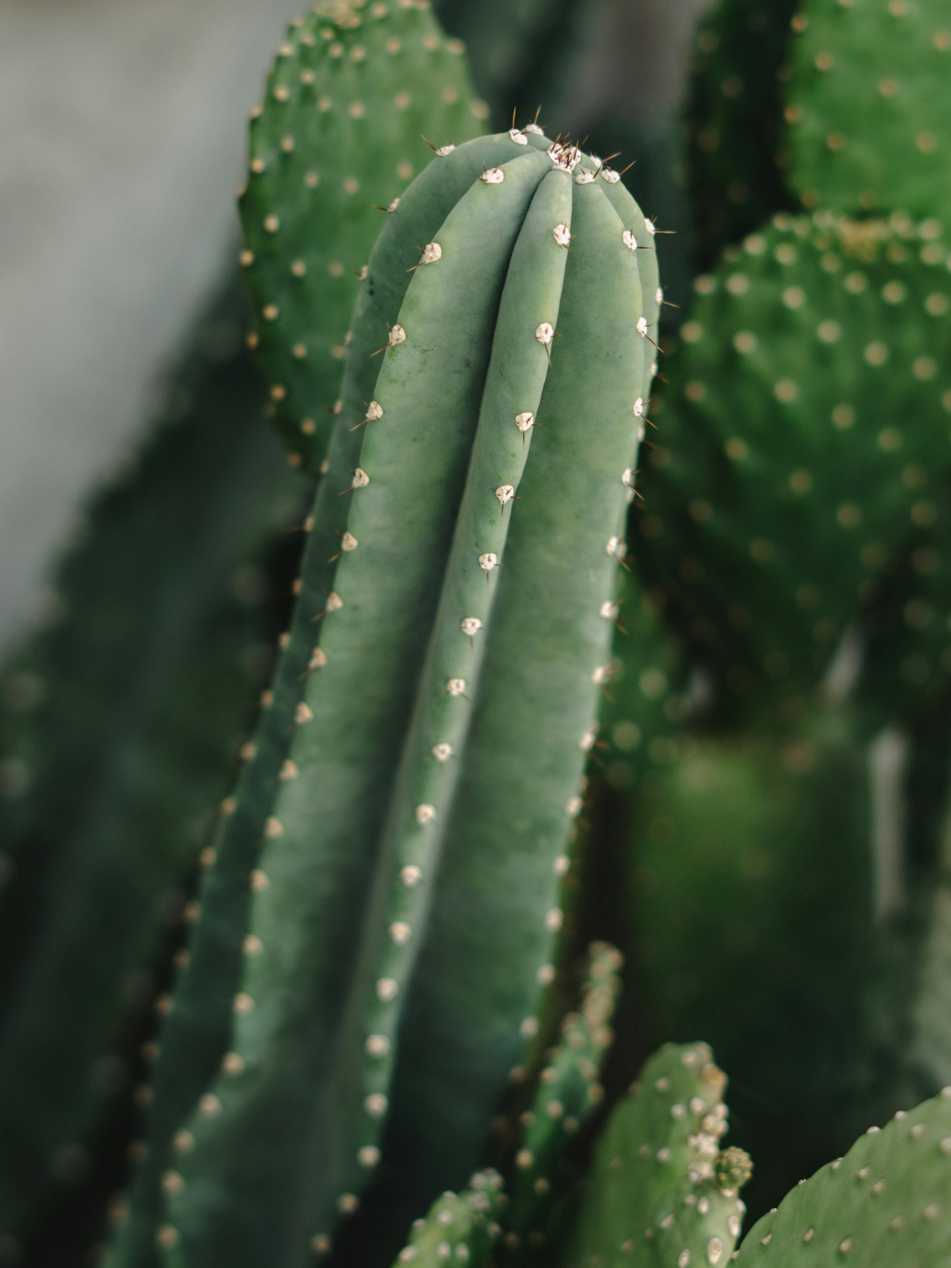 Hoher grüner Kaktus mit kleinen weißen Punkten.
