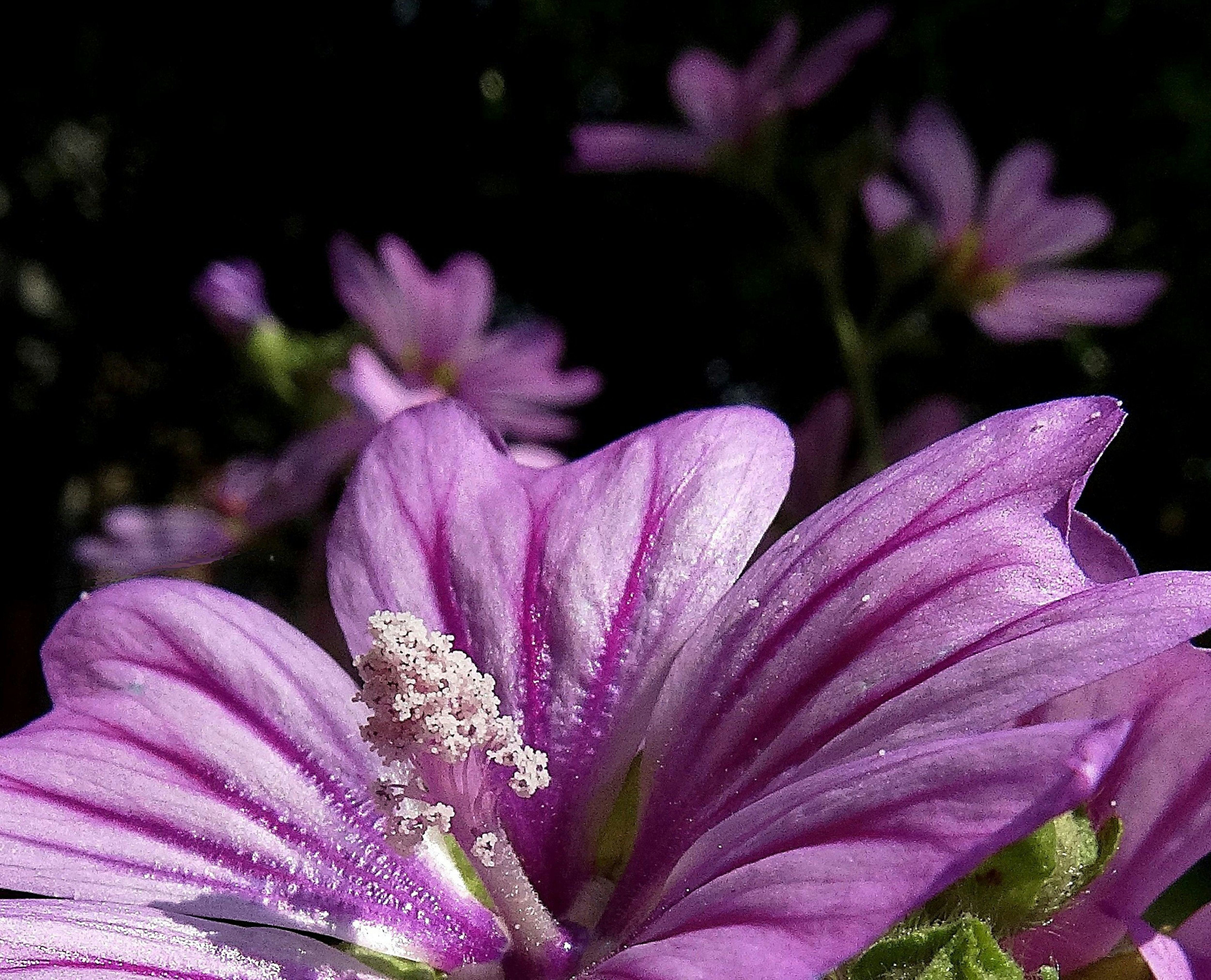 Close-up of a vibrant purple flower with delicate petals.