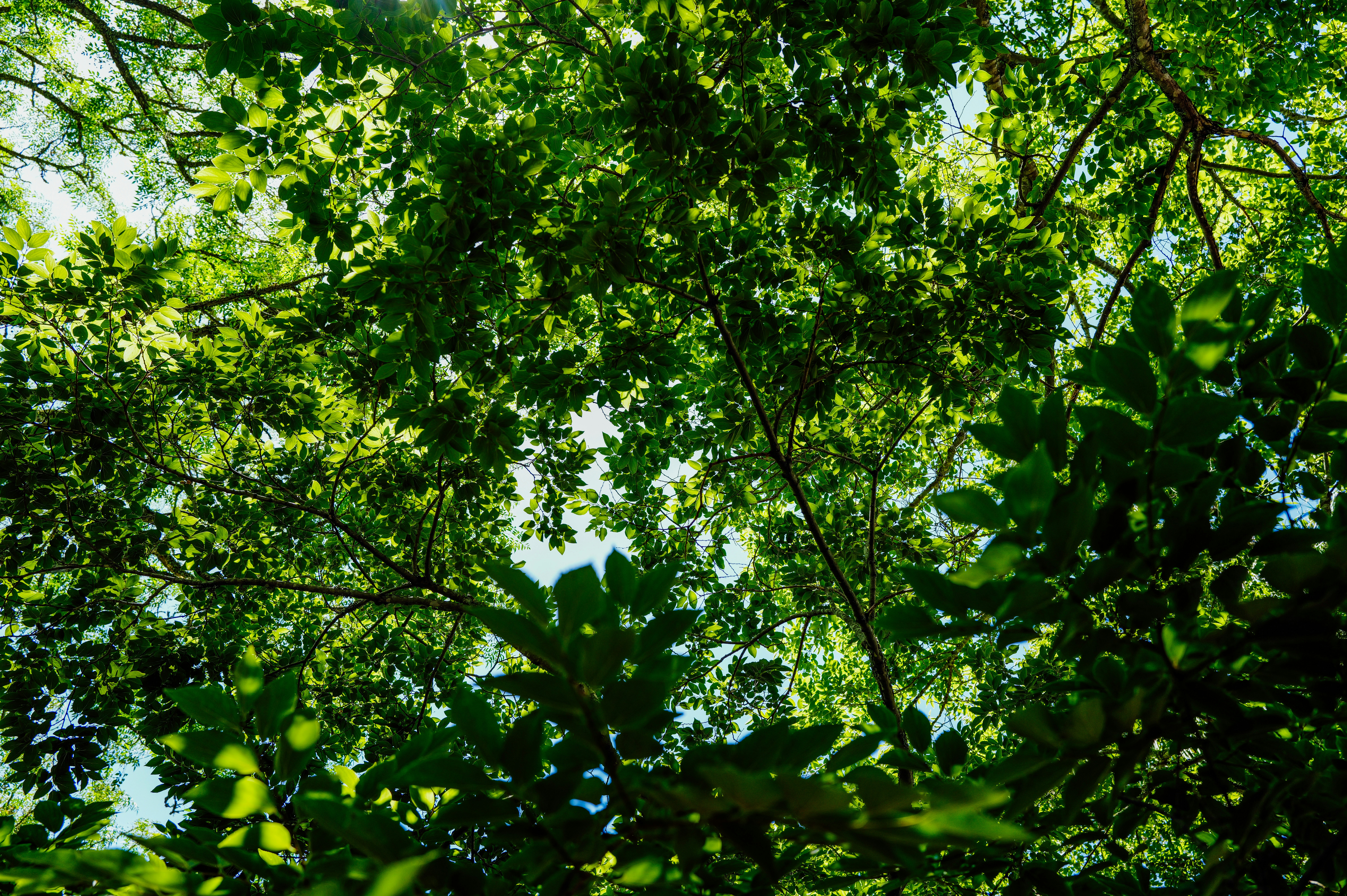 Photo by adrienolichon