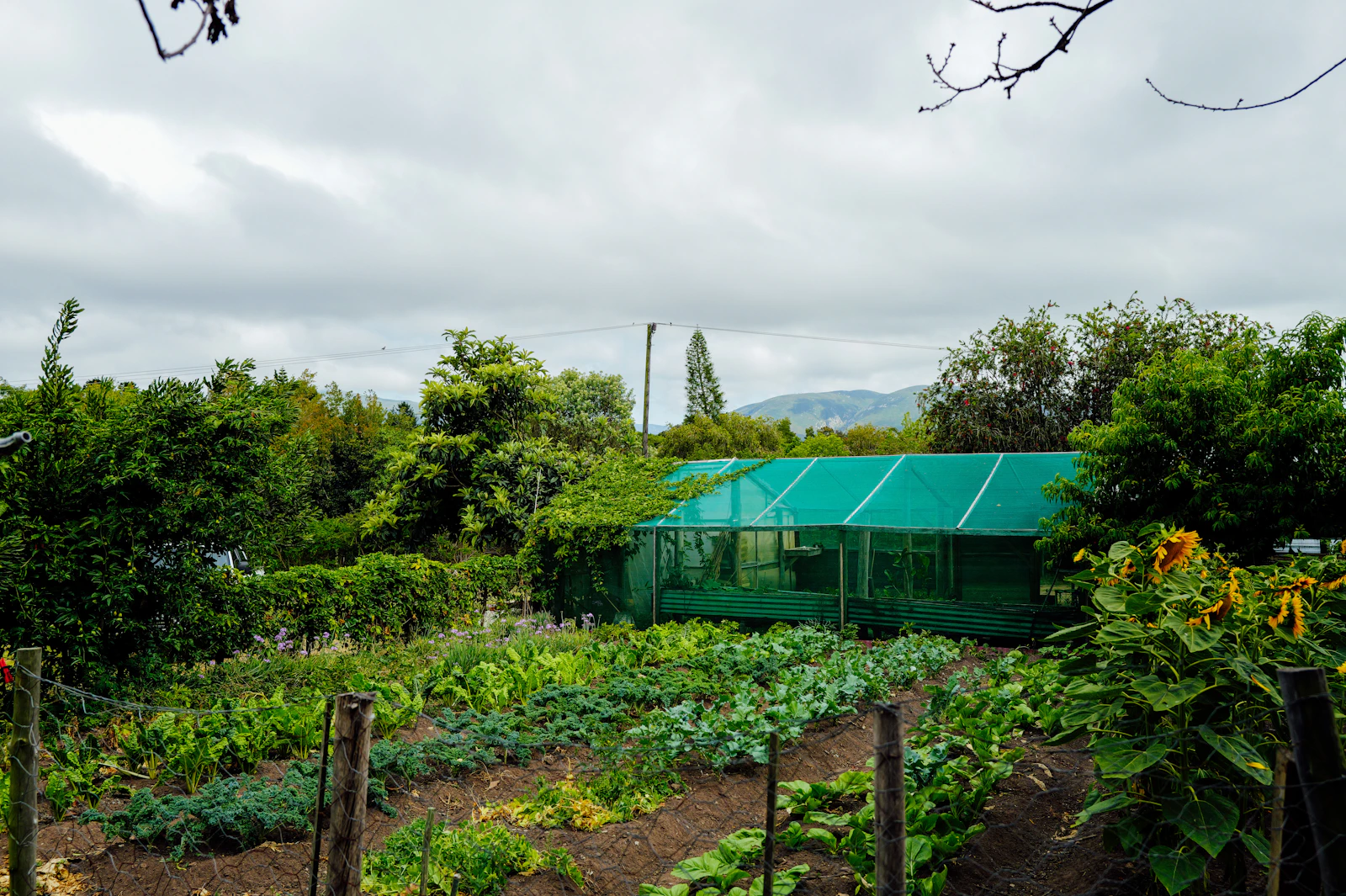 Huerta e invernadero rodeado de vegetación