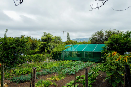 Green vegetables growing near a greenhouse