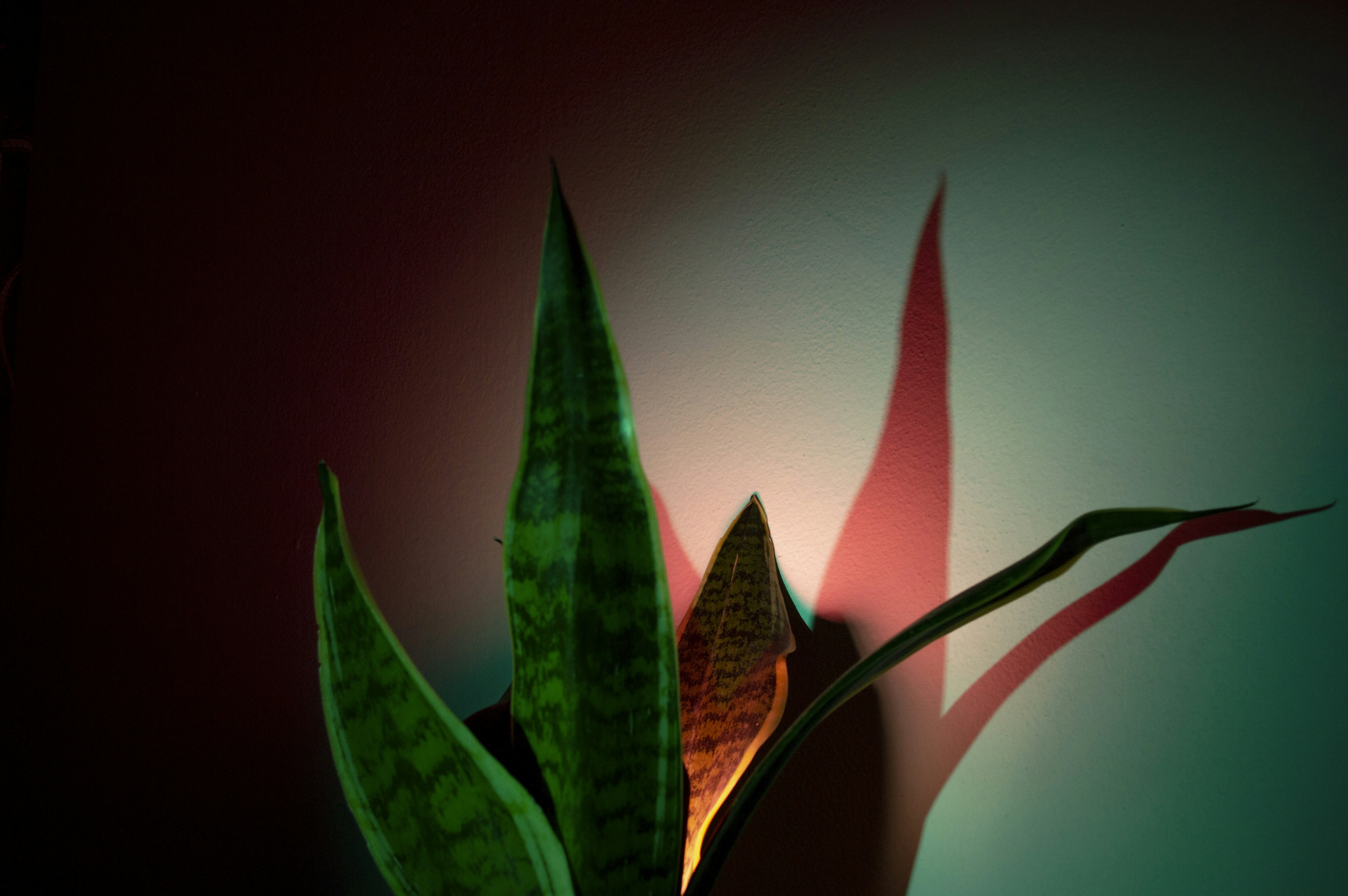 A vibrant Snake Plant in a modern living room providing oxygen - 24 hour oxygen indoor plant