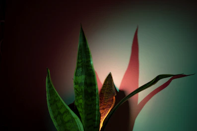 Green snake plant leaves with red and teal lighting.