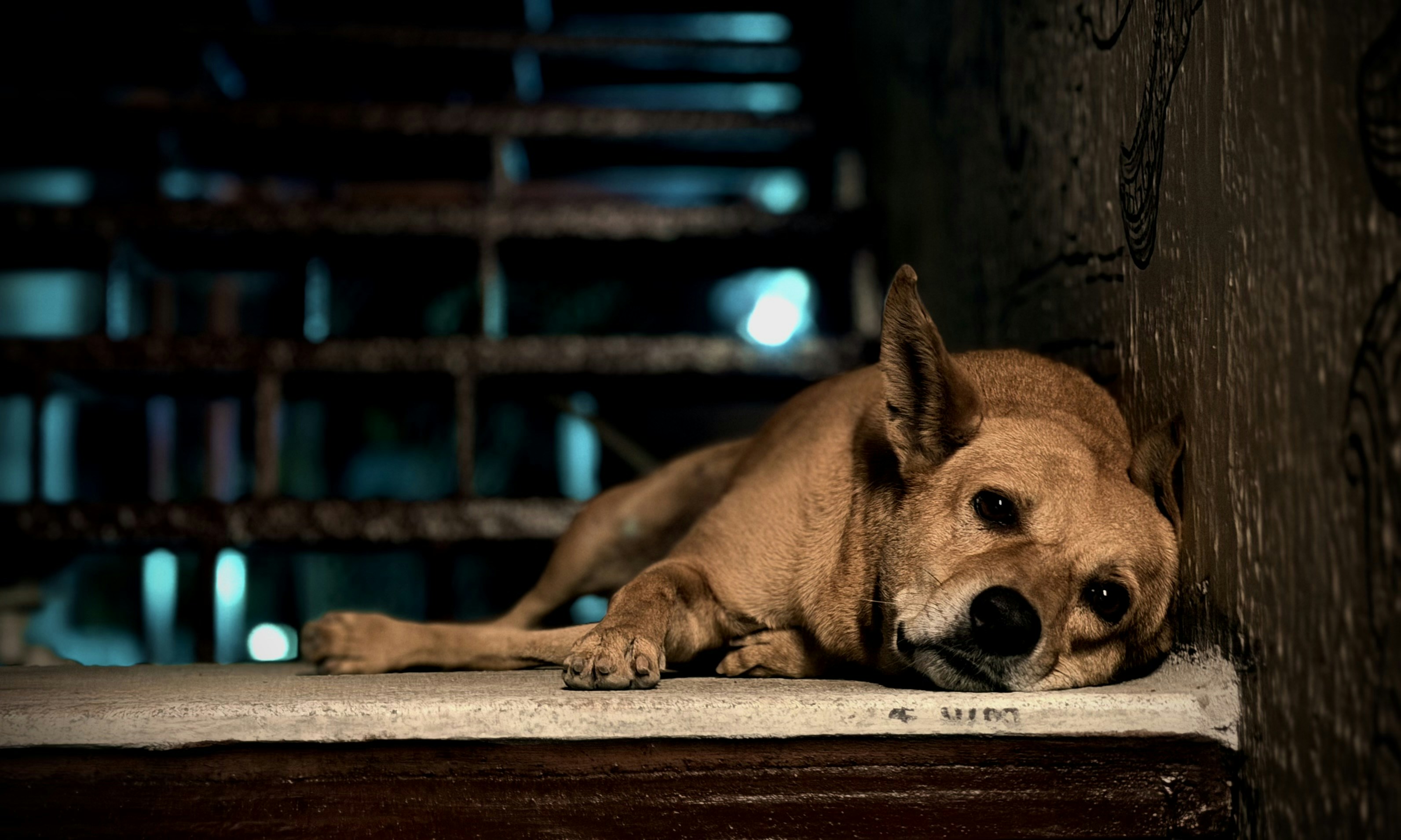Un chien brun se repose sur une corniche la nuit.