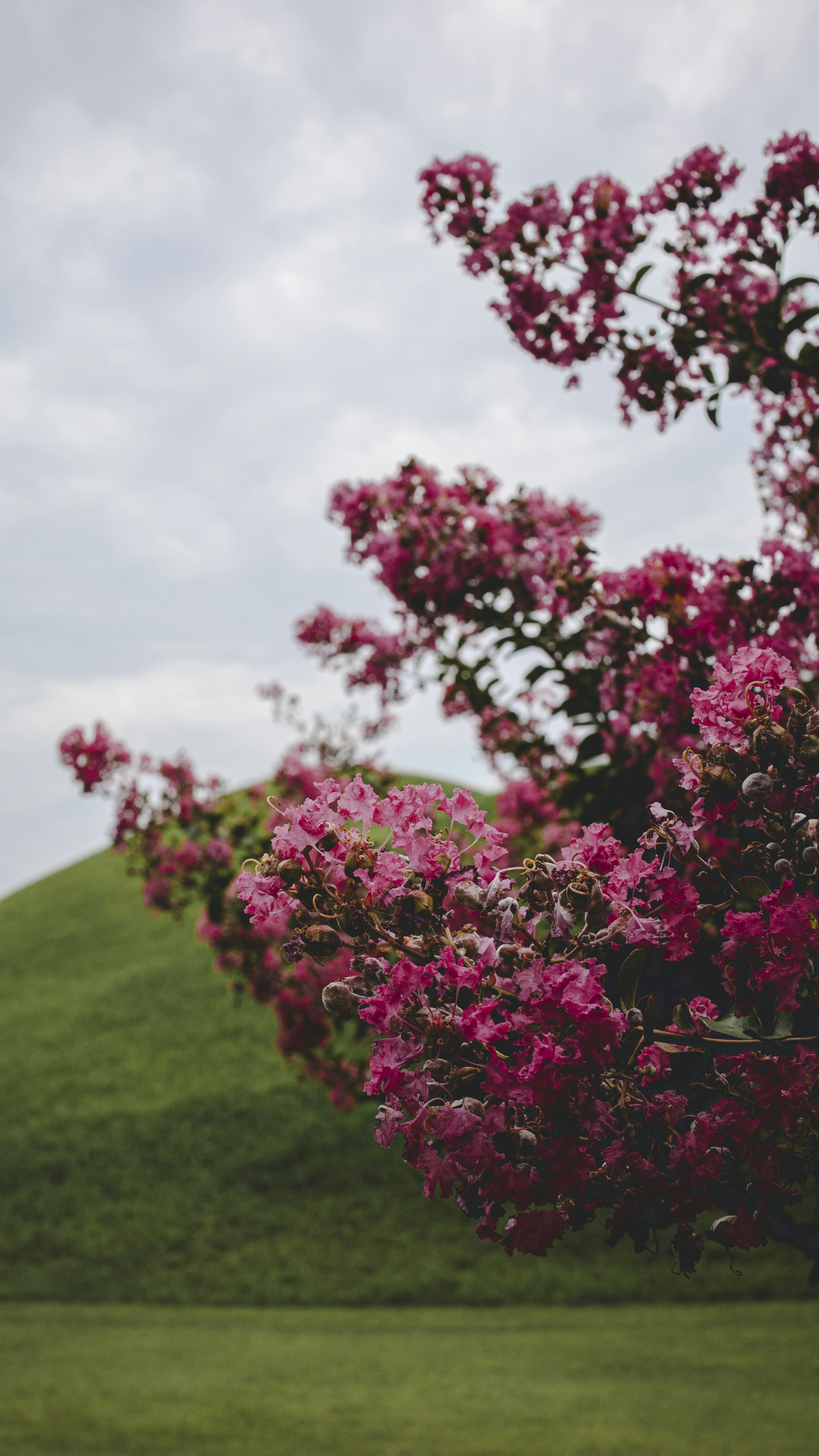 Des fleurs roses s’épanouissent contre une colline verte.