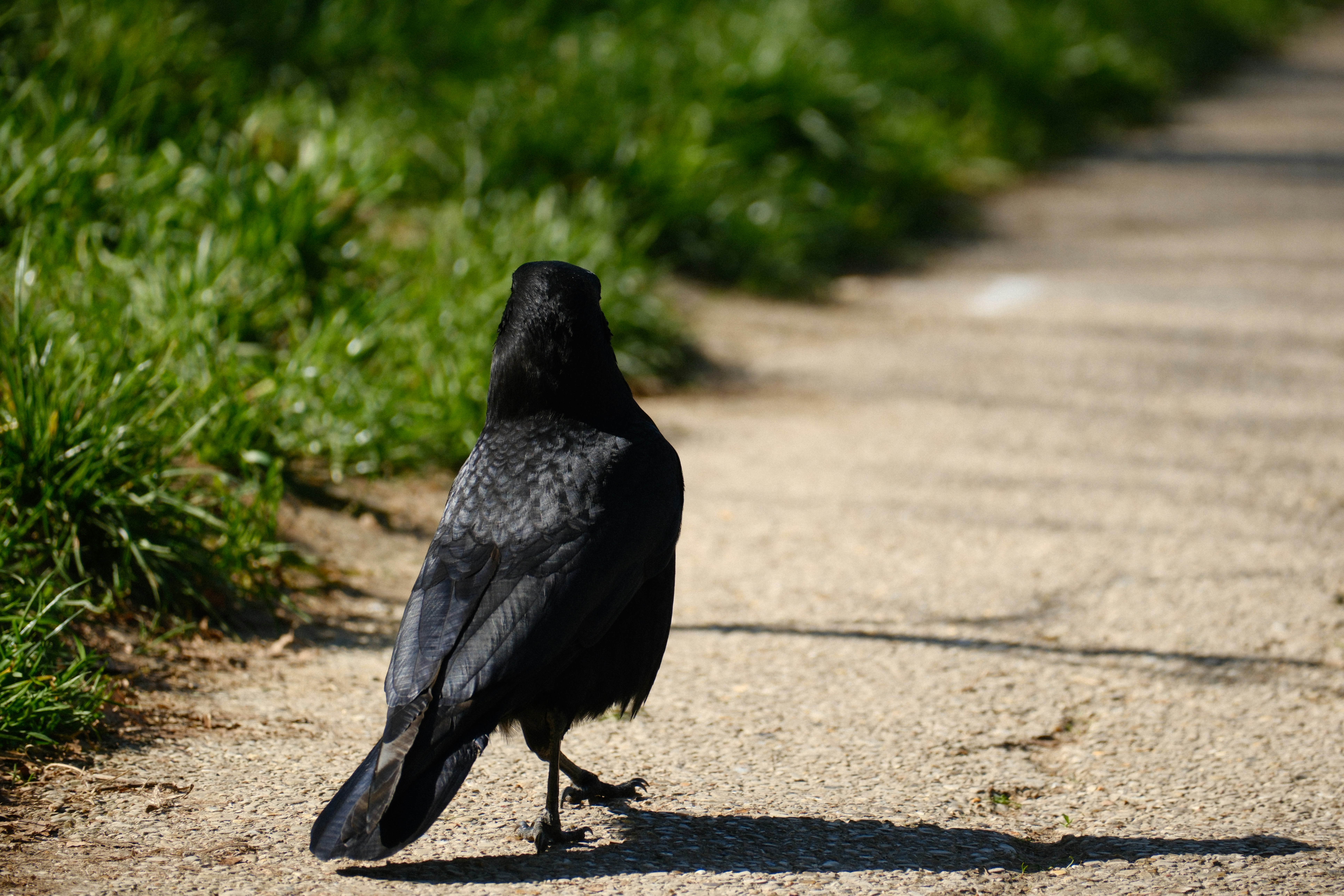 A black crow walks on a concrete path.