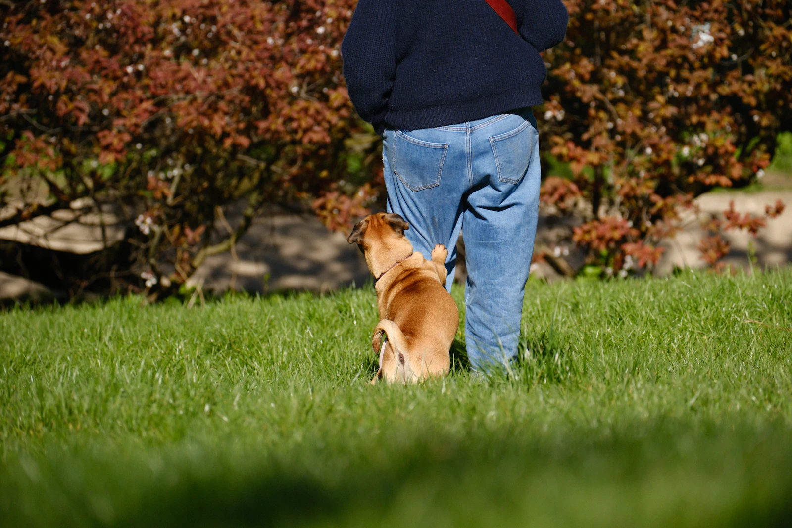 A person in jeans and a navy sweater walking on green grass with a small tan dog close at their heels