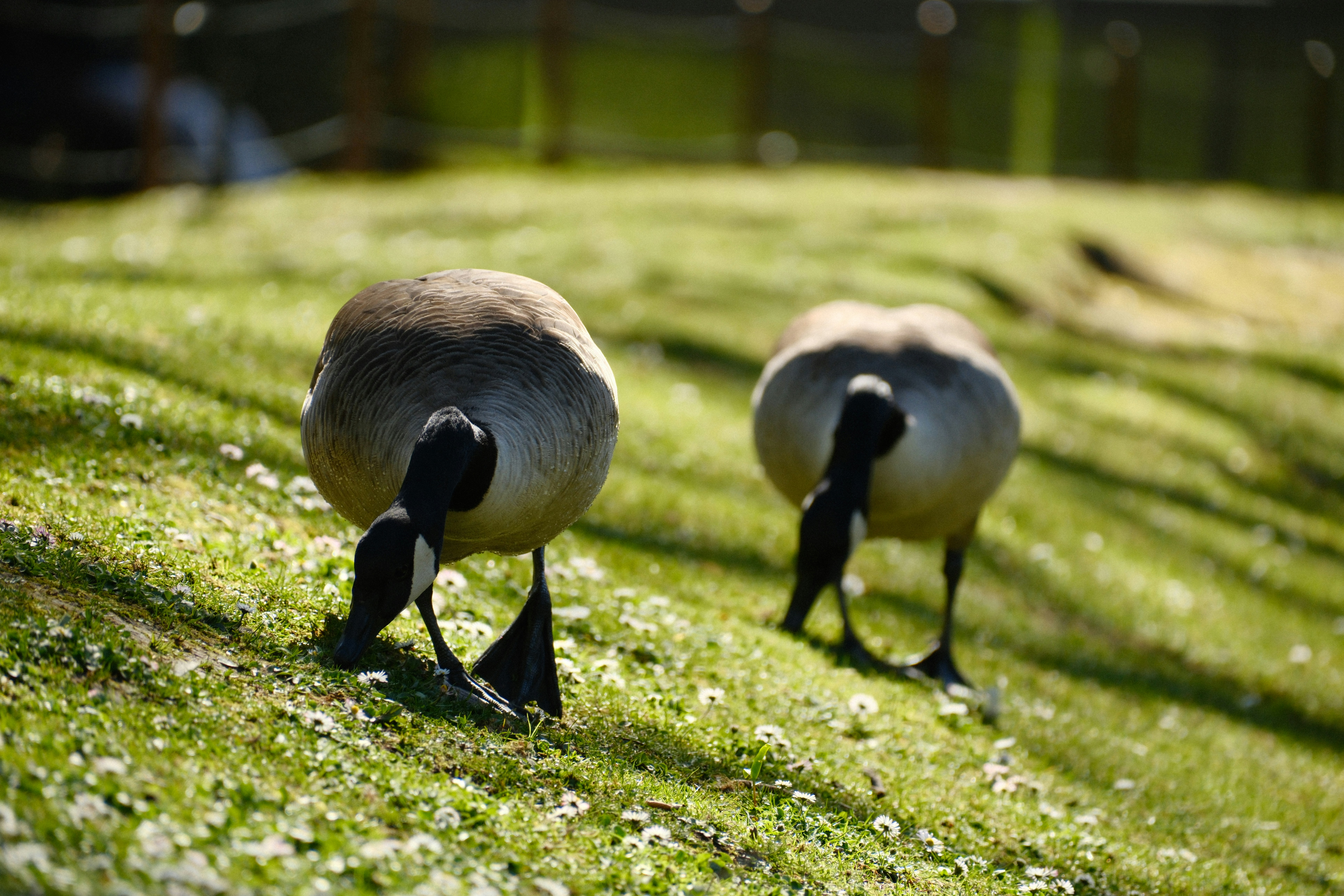 Two geese grazing on a grassy hillside