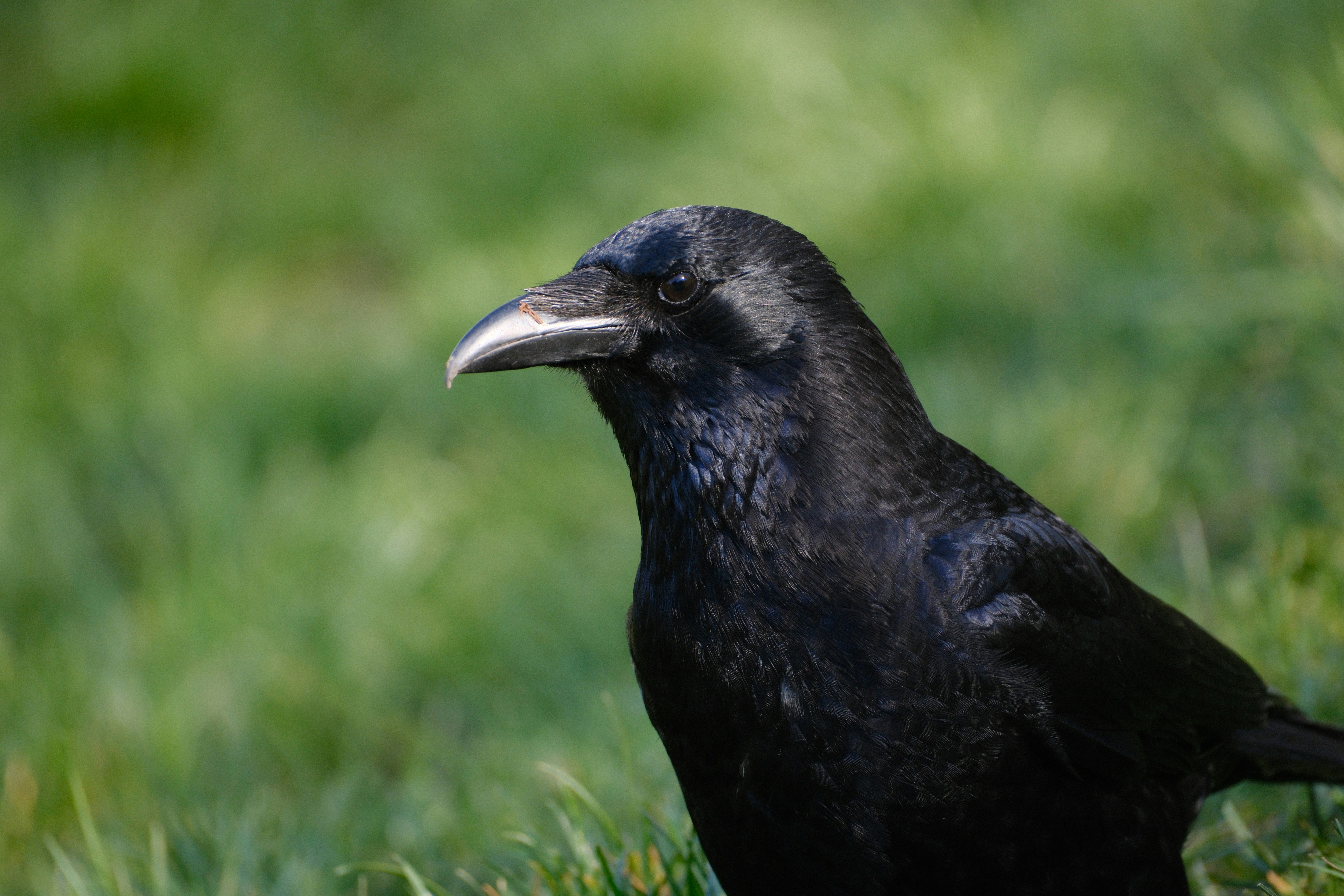 A black crow stands in green grass.