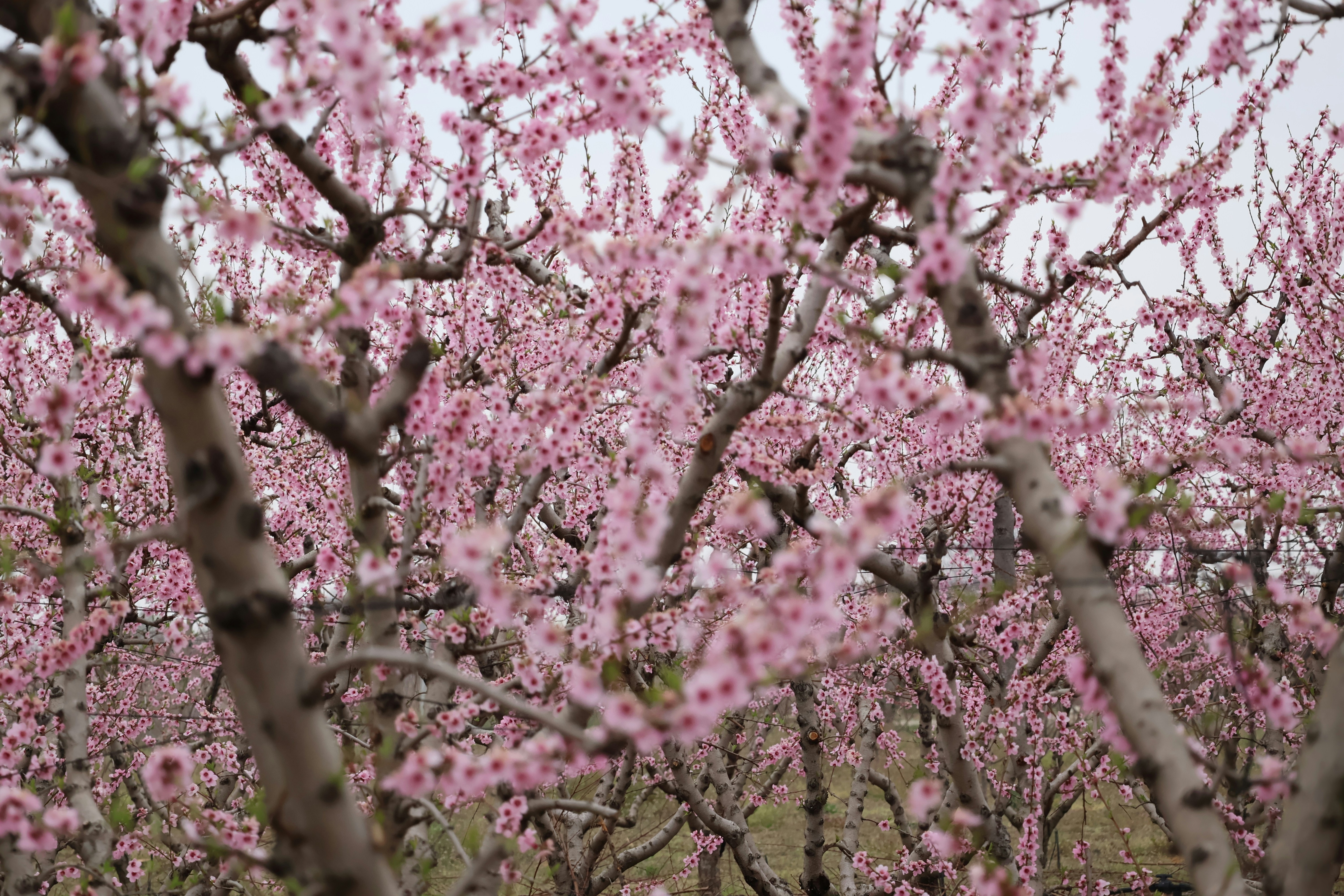 Orchard full of blooming pink peach trees