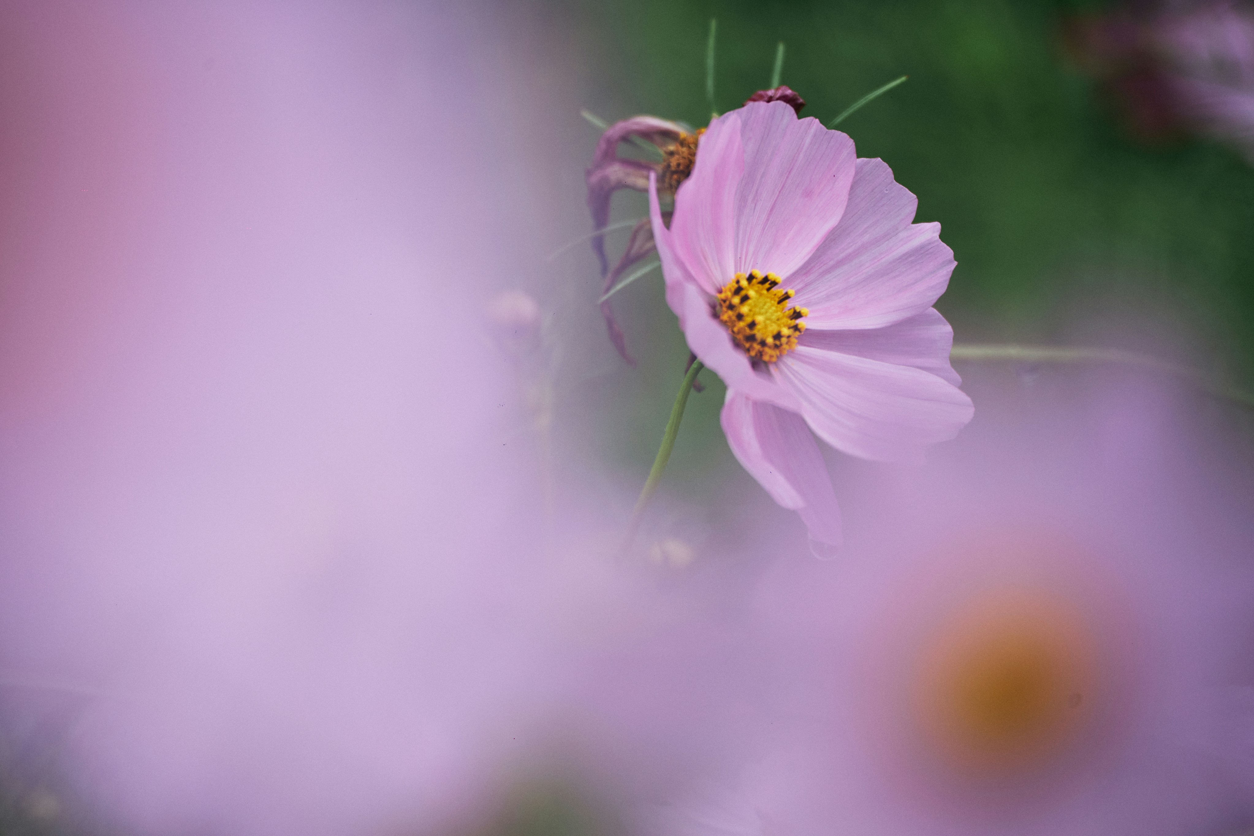 Photo by tsuyoshikozu