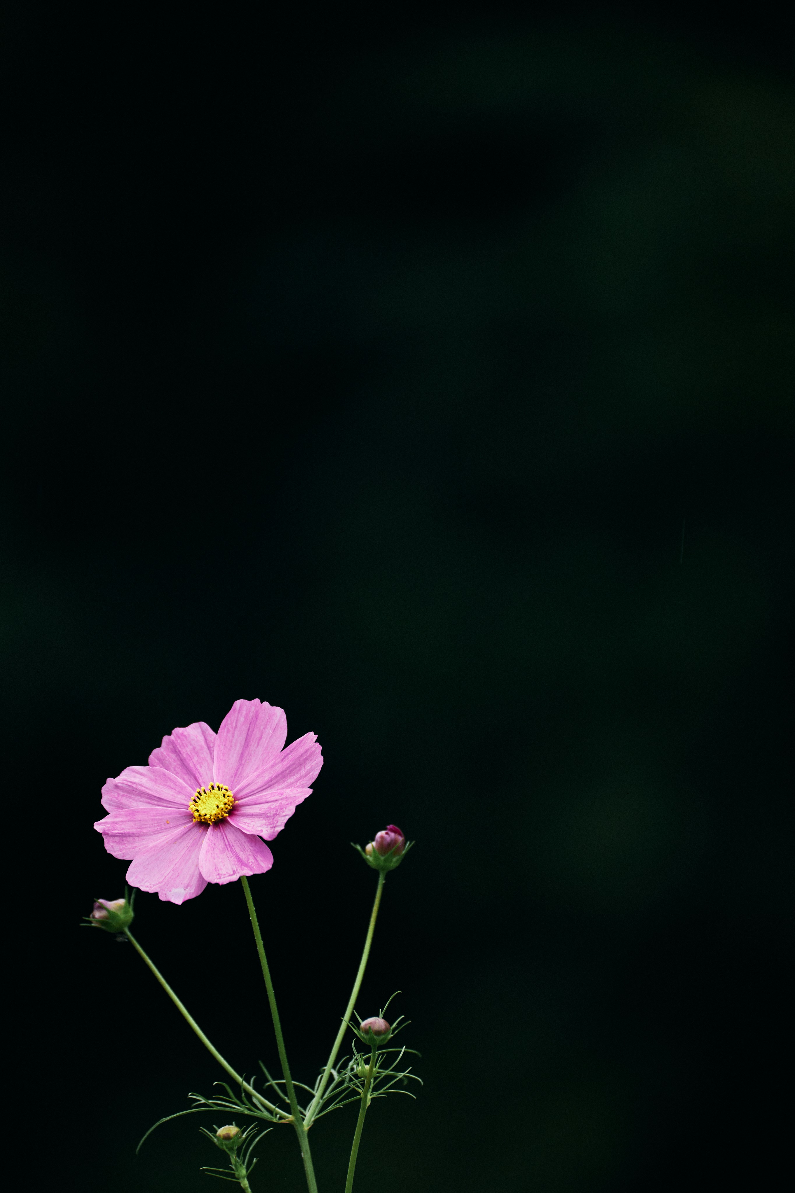 Photo by tsuyoshikozu