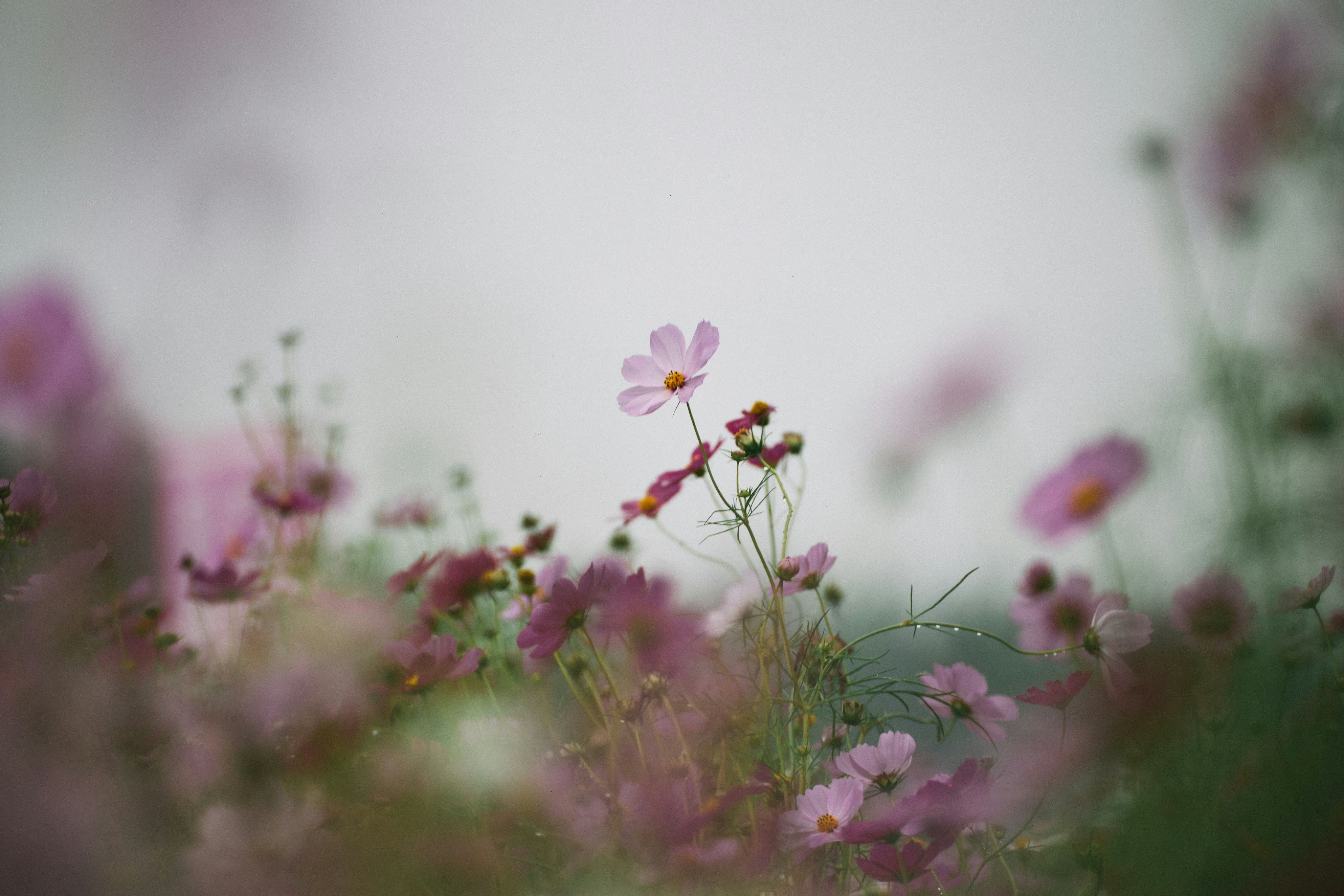 Photo by tsuyoshikozu