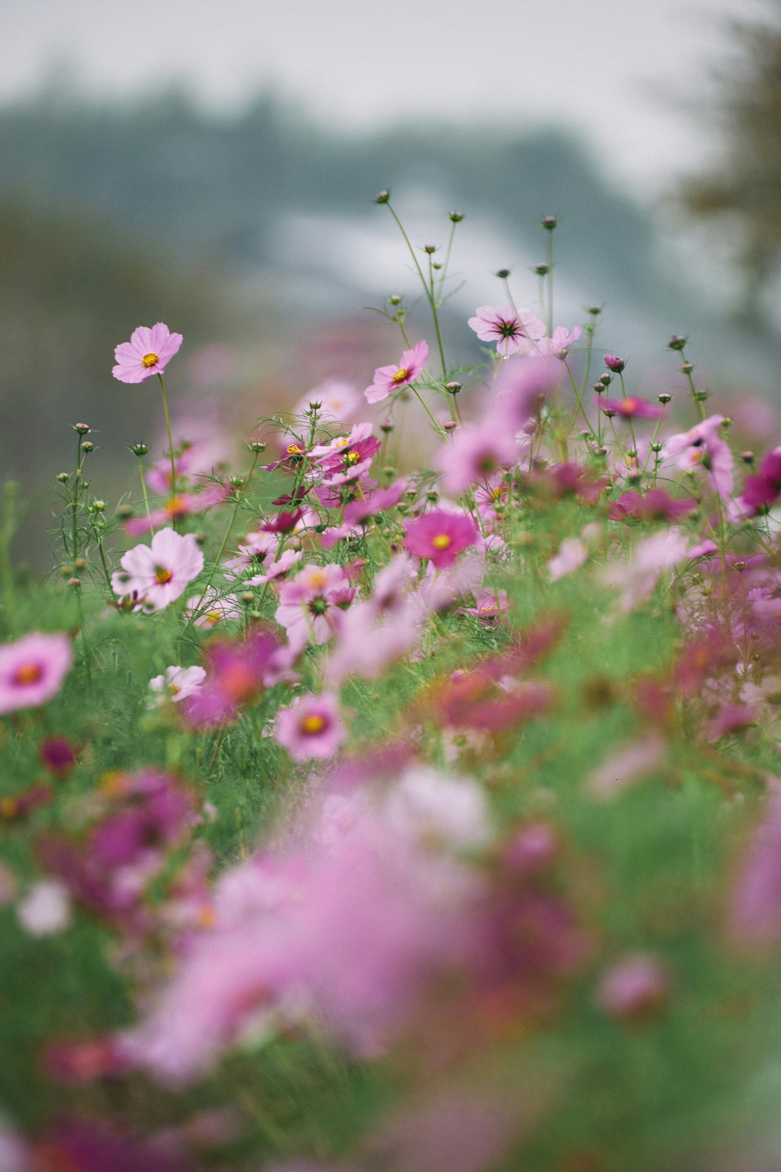 Photo by tsuyoshikozu