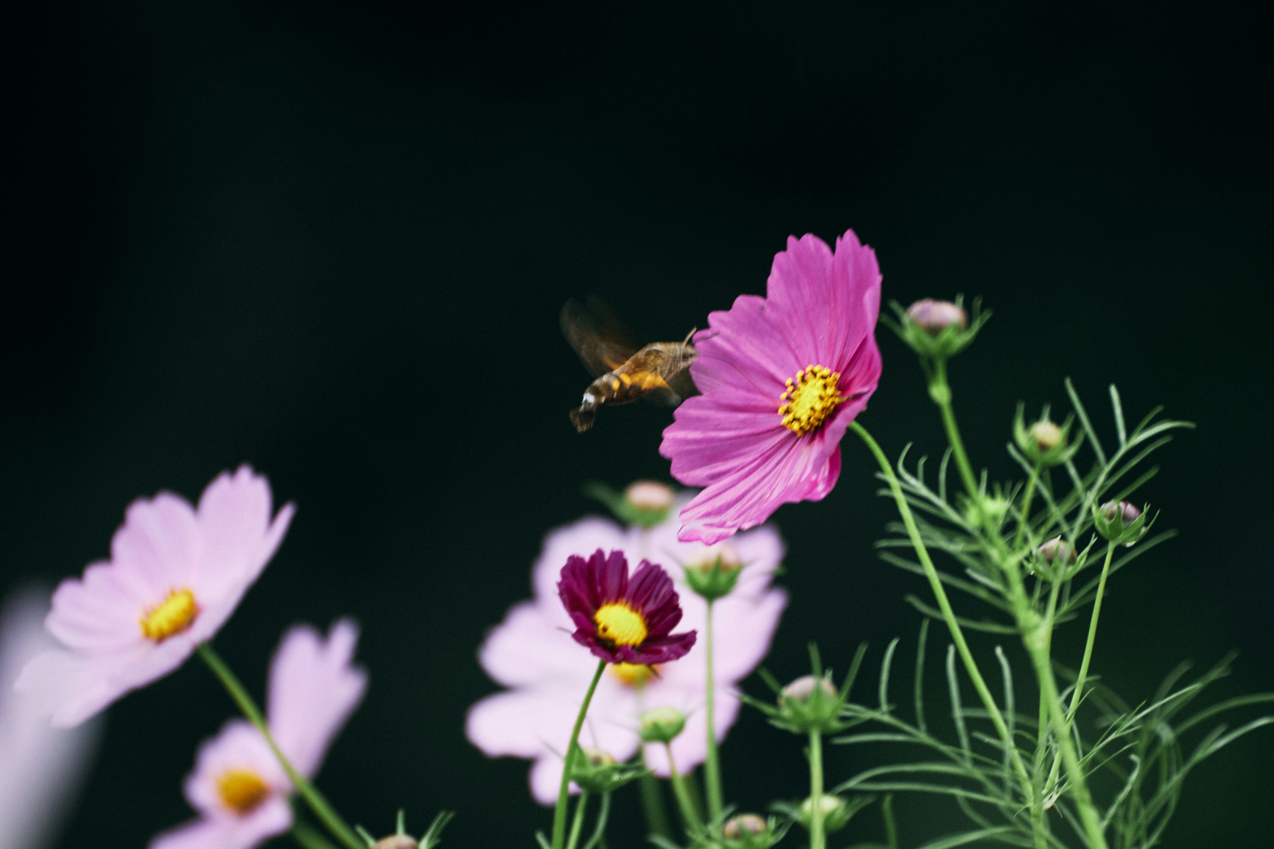 Photo by tsuyoshikozu