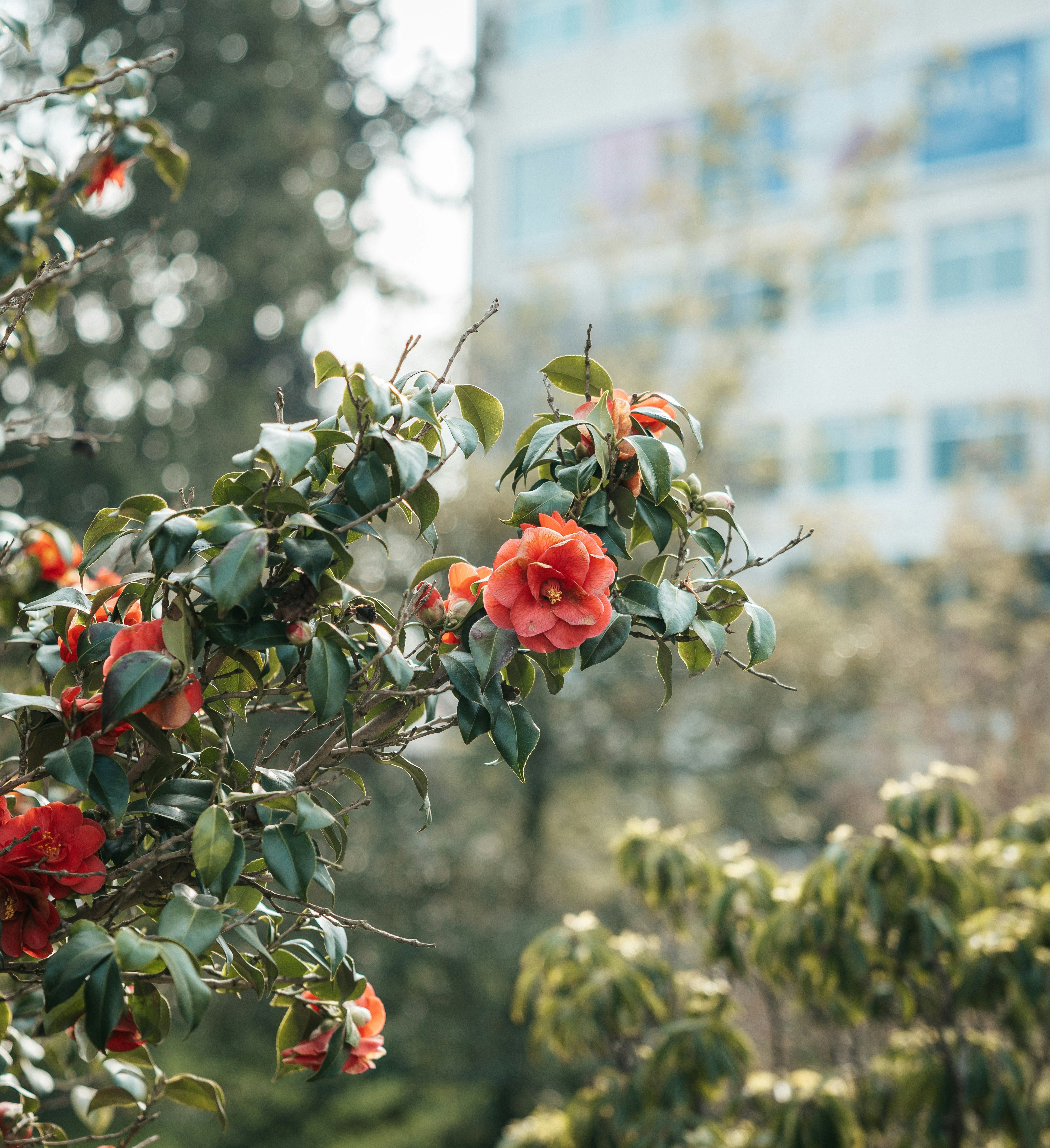 Red camellia flowers bloom on a branch.
