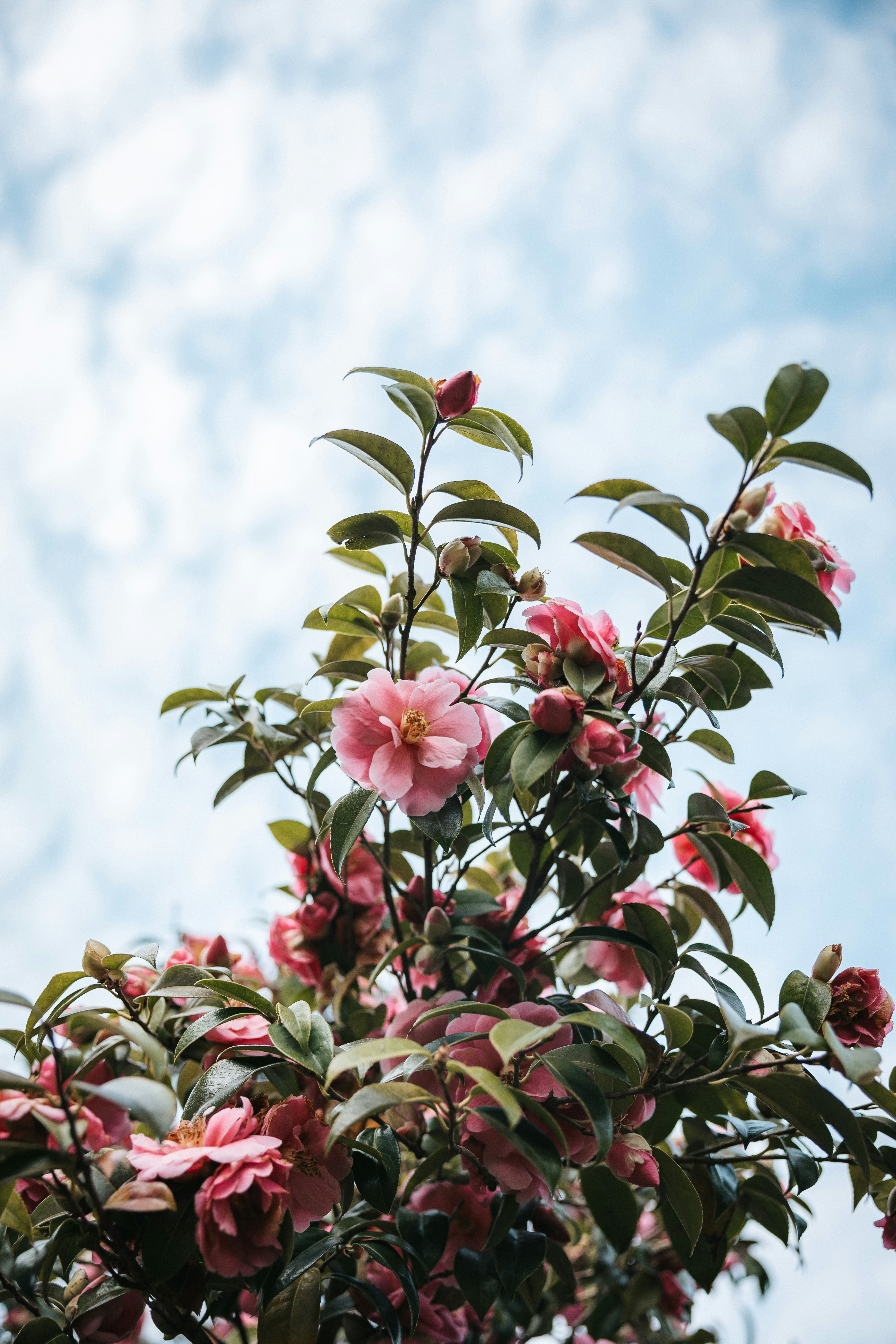 Pink camellia flowers blooming against a cloudy sky