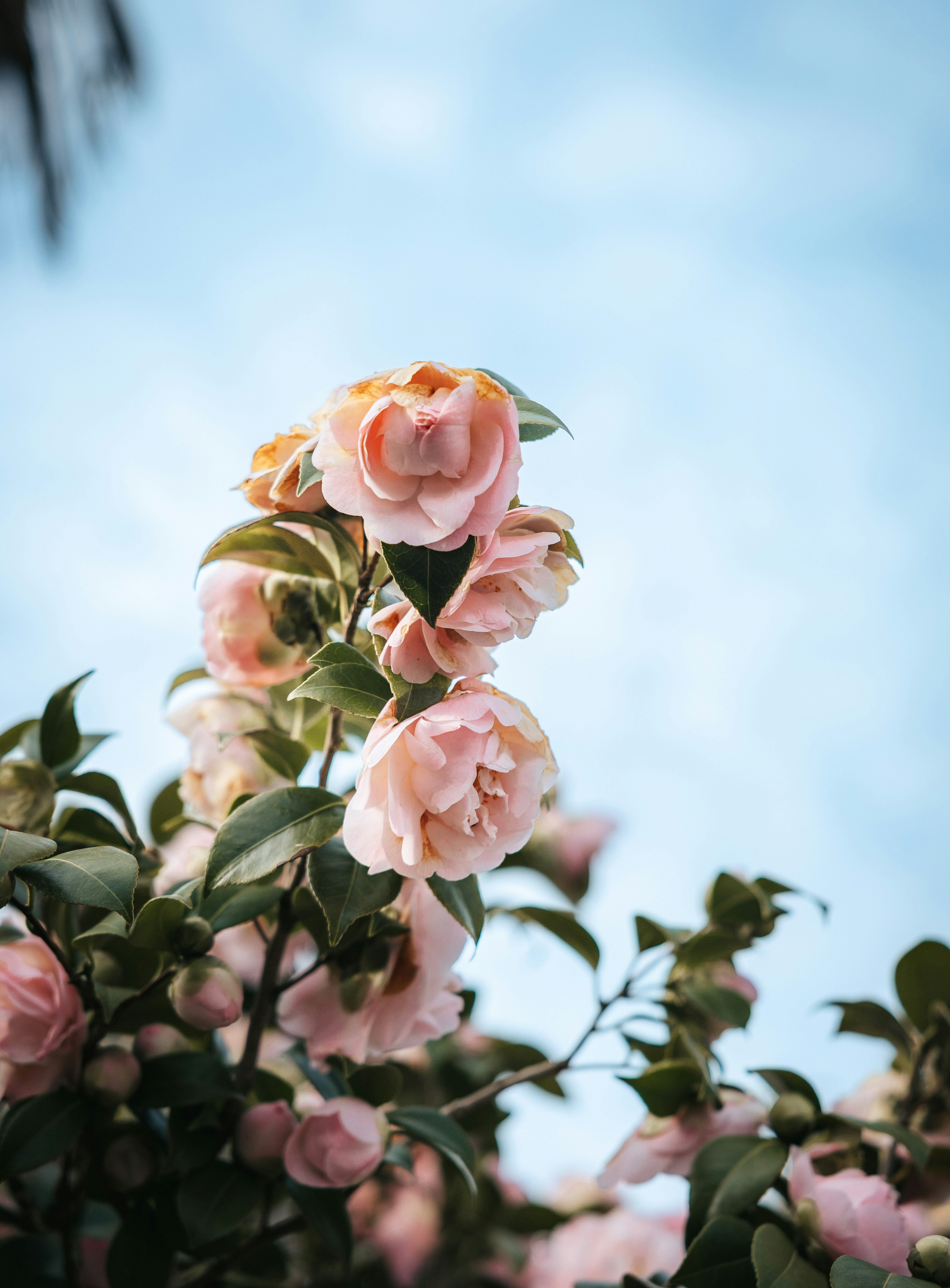 Delicate pink camellia flowers bloom against a blue sky.