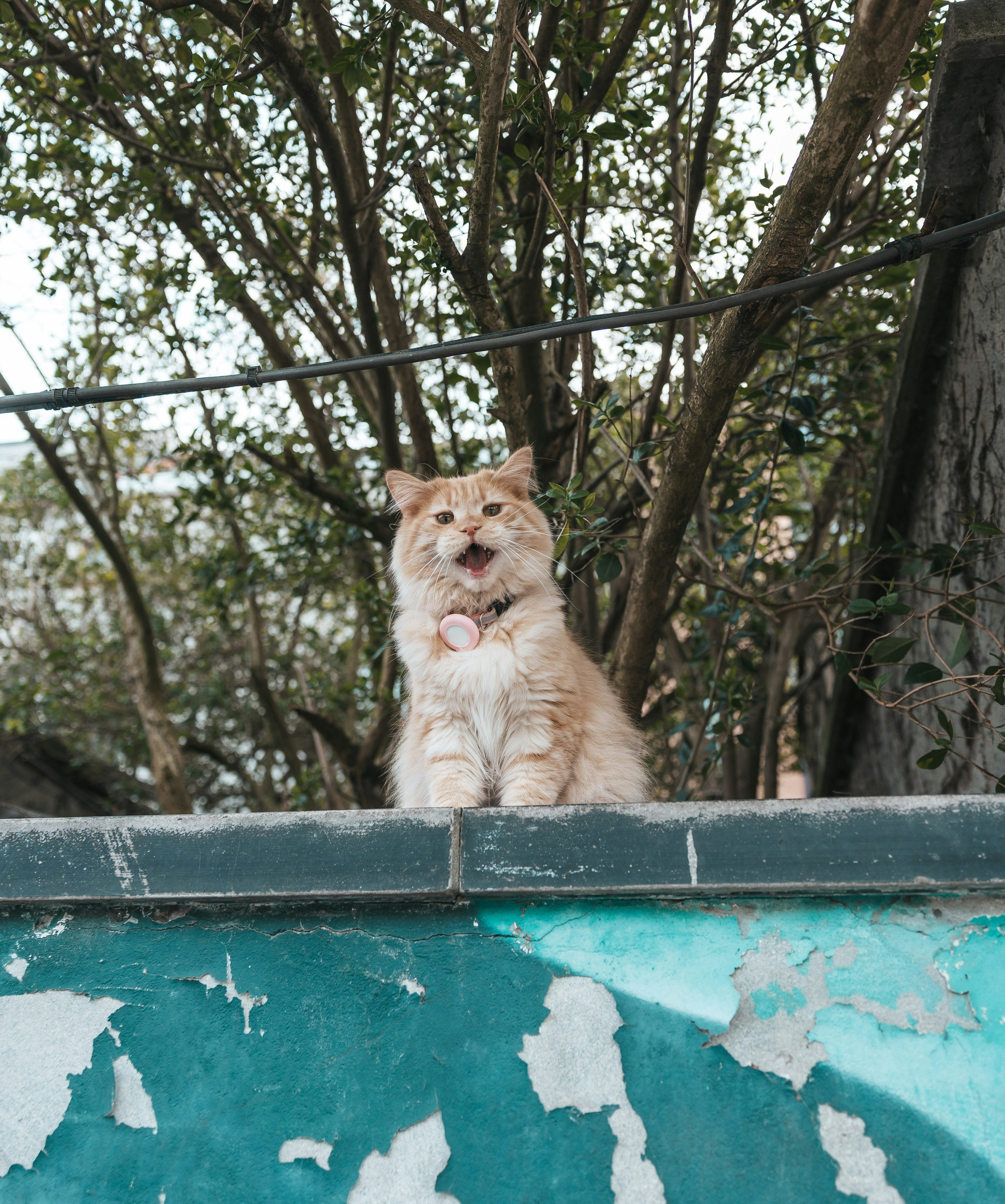 A fluffy orange cat sits on a weathered wall.