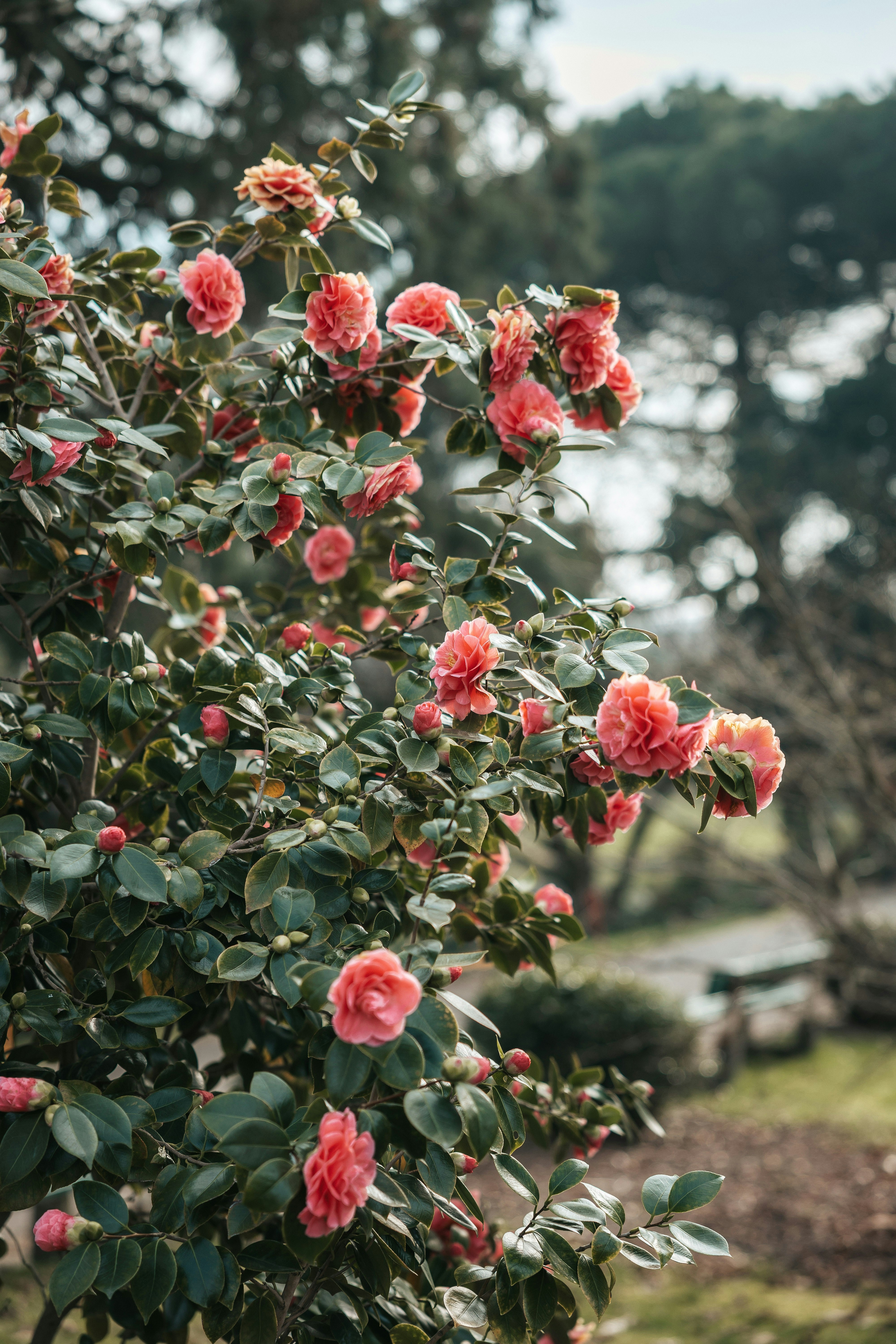 Pink camellia flowers blooming on a bush