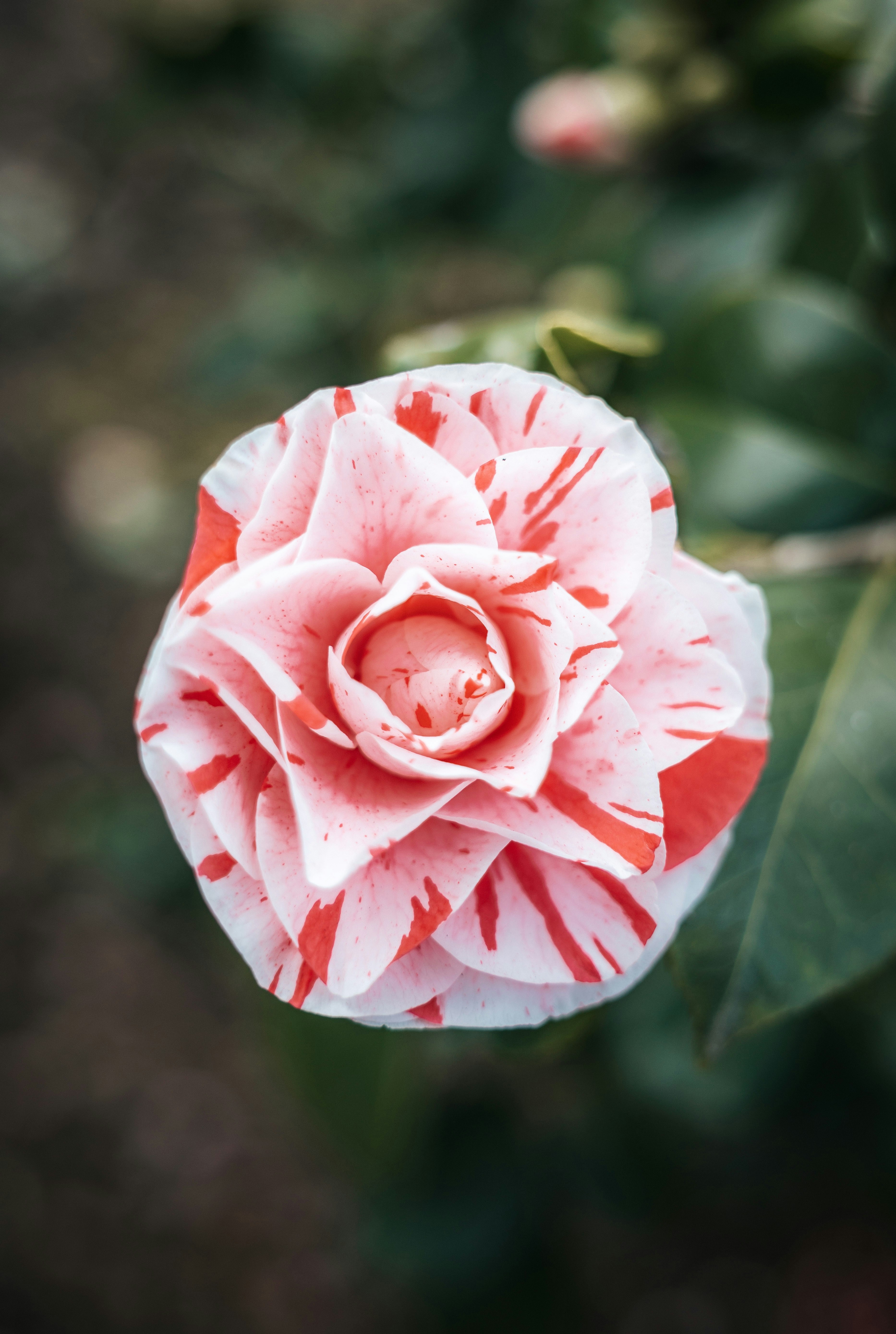 A camellia flower with pink and white petals.