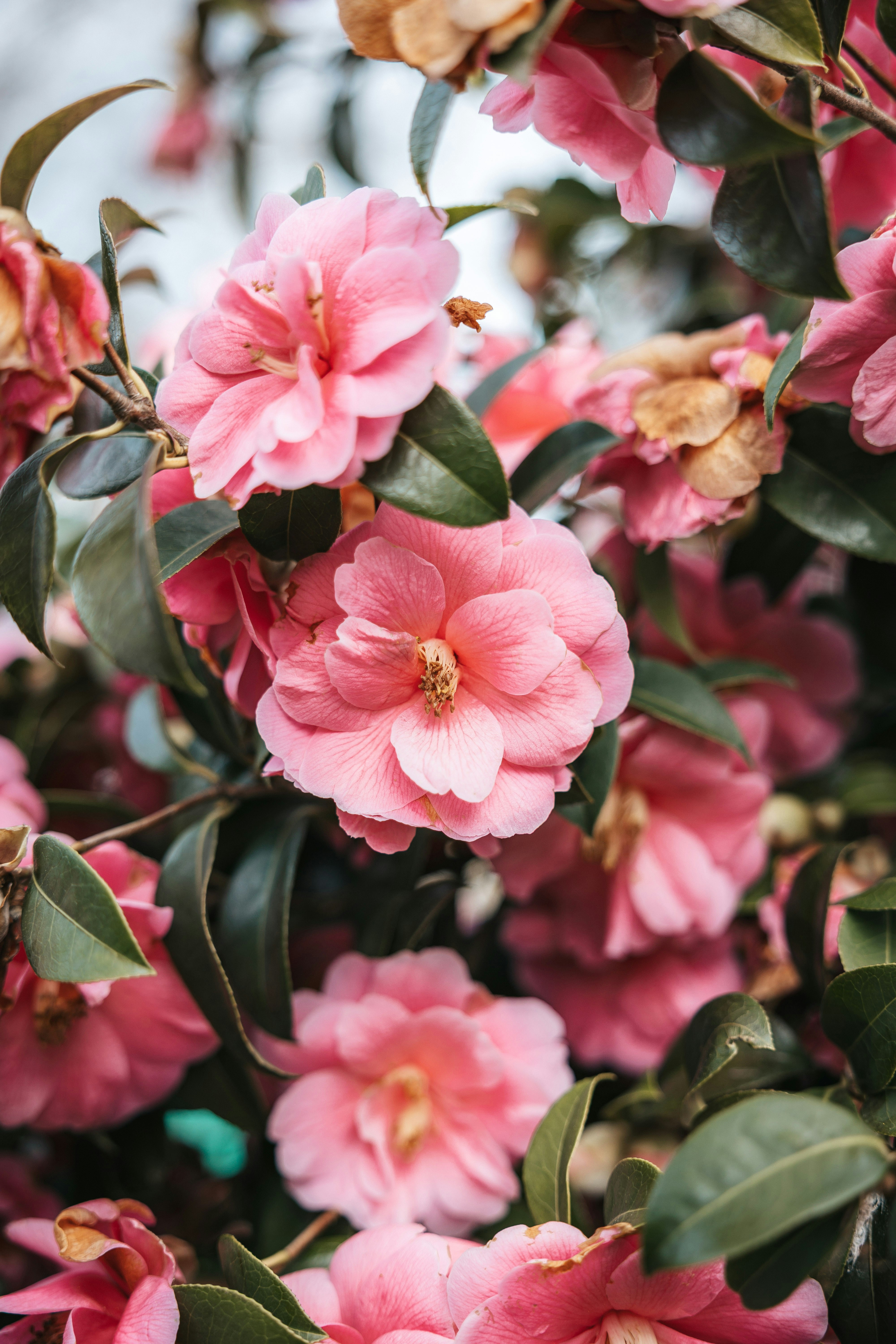 Cluster of delicate pink camellia flowers blooming on a bush.