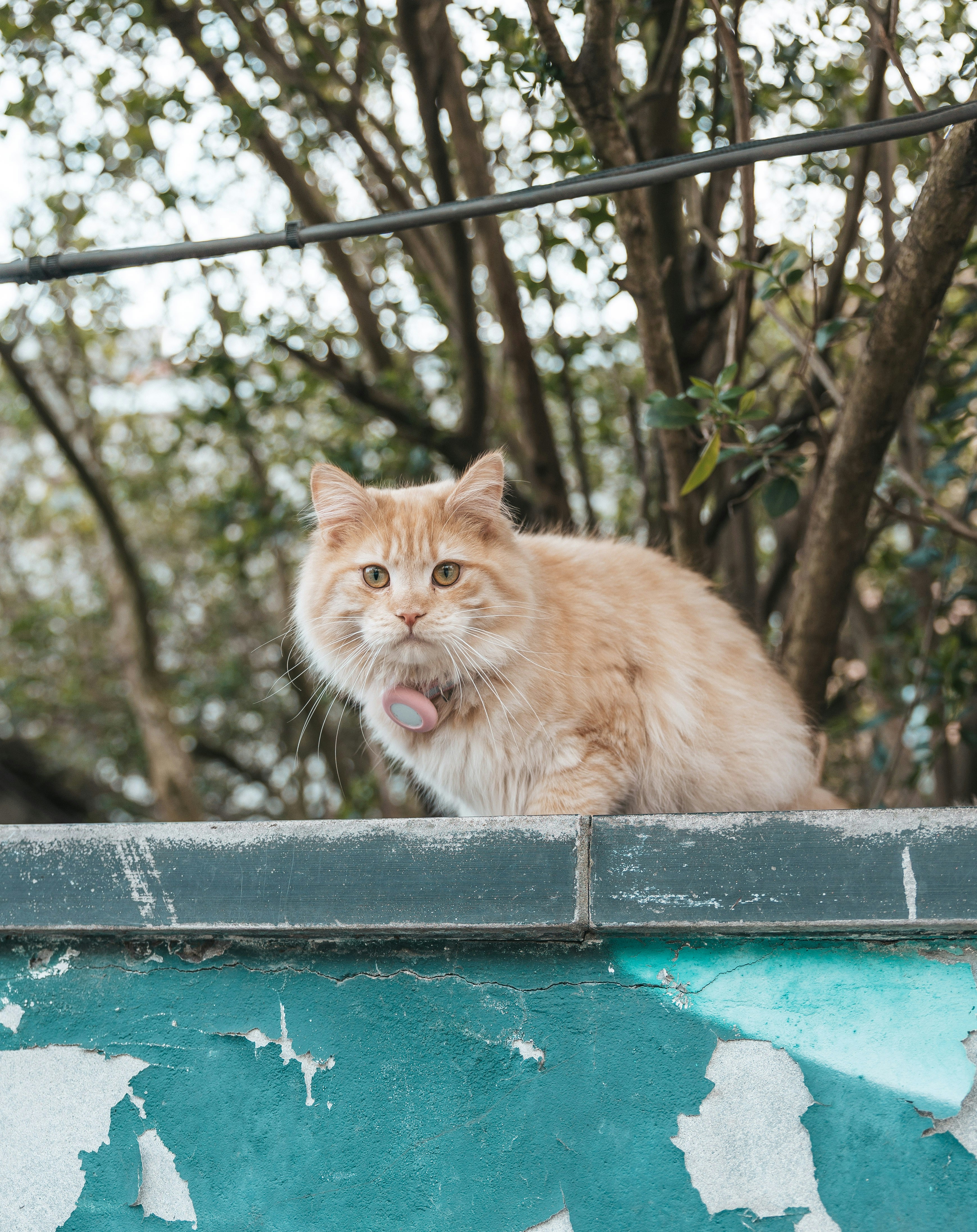 A fluffy ginger cat sits on a wall.