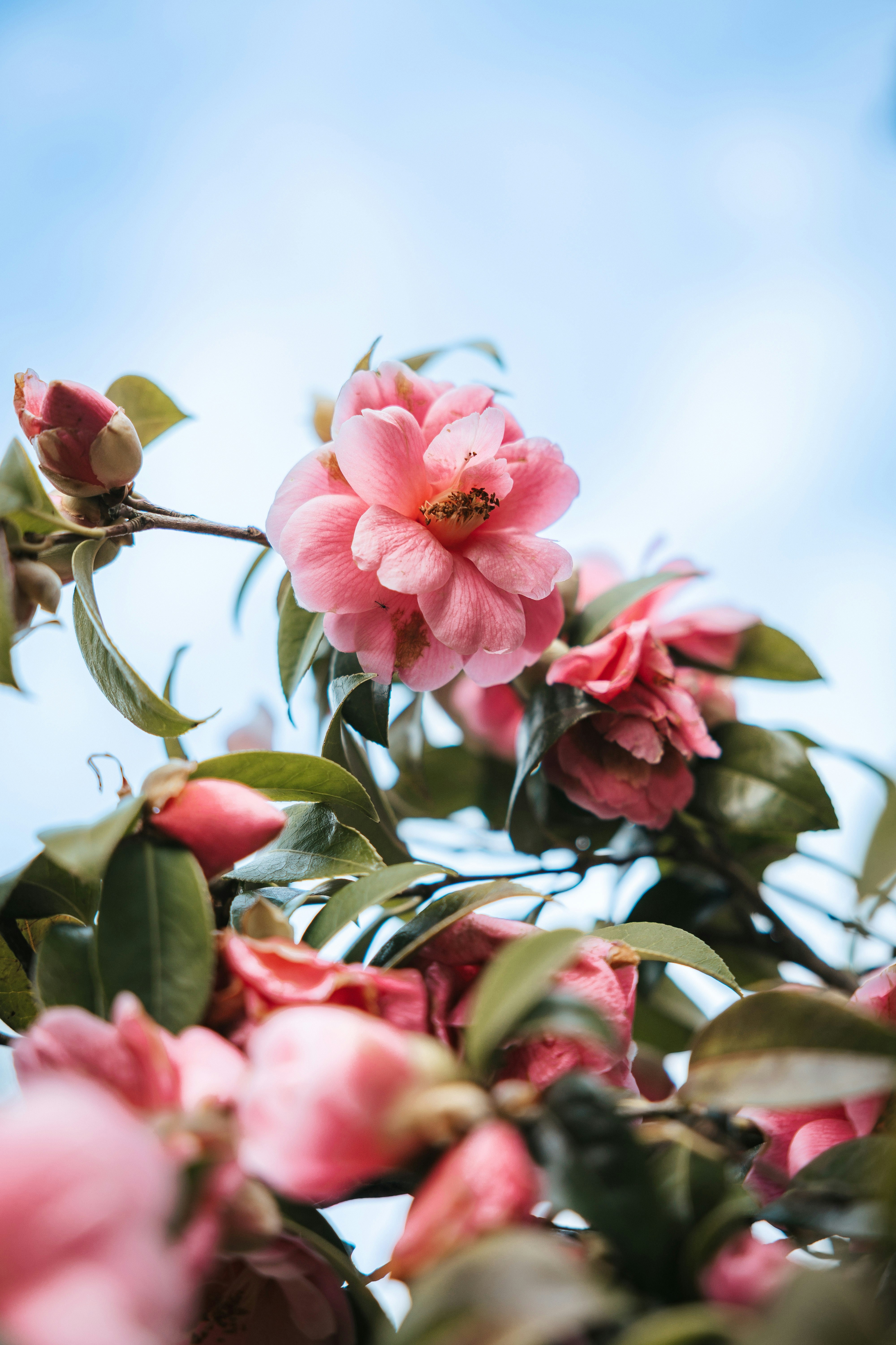 Pink camellia flowers bloom against a blue sky