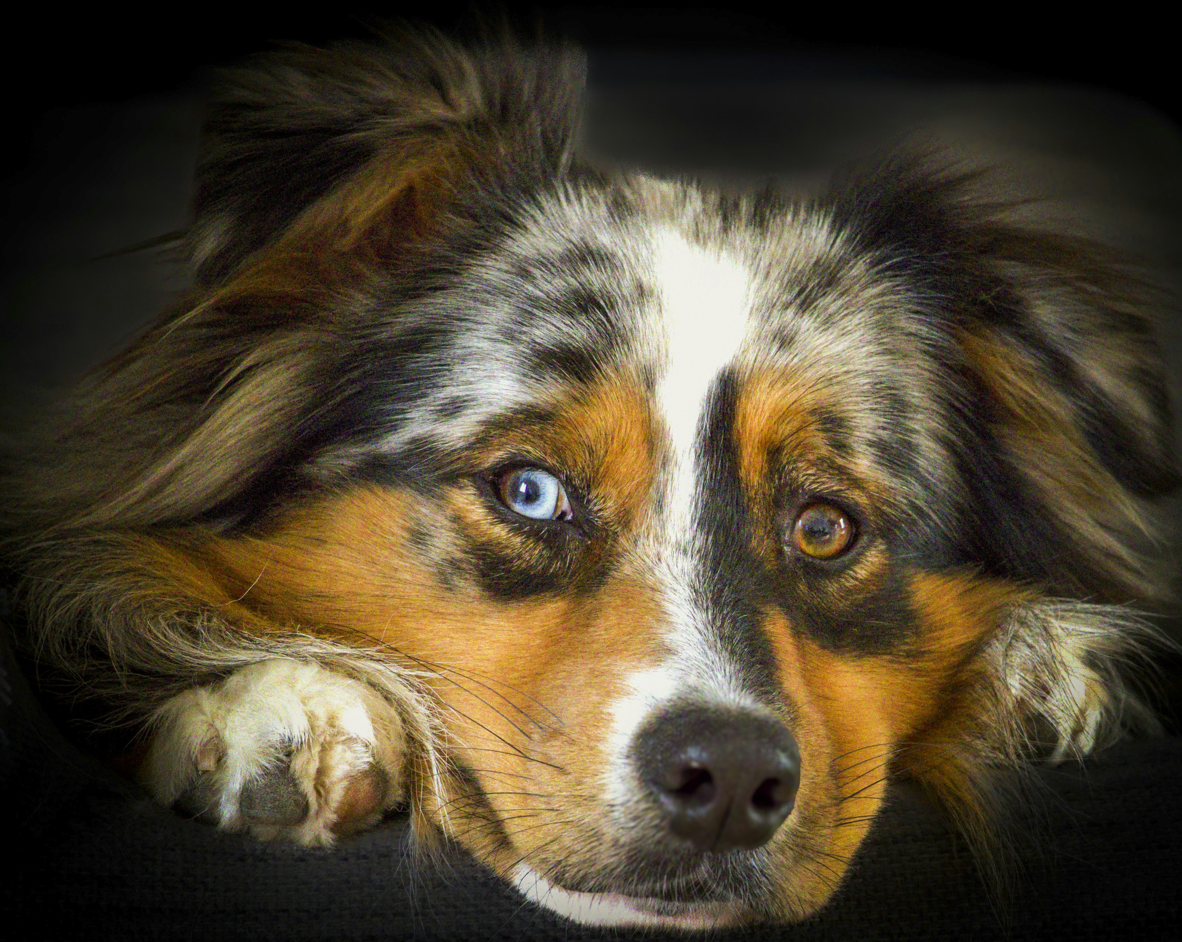 A close-up of a dog with heterochromia